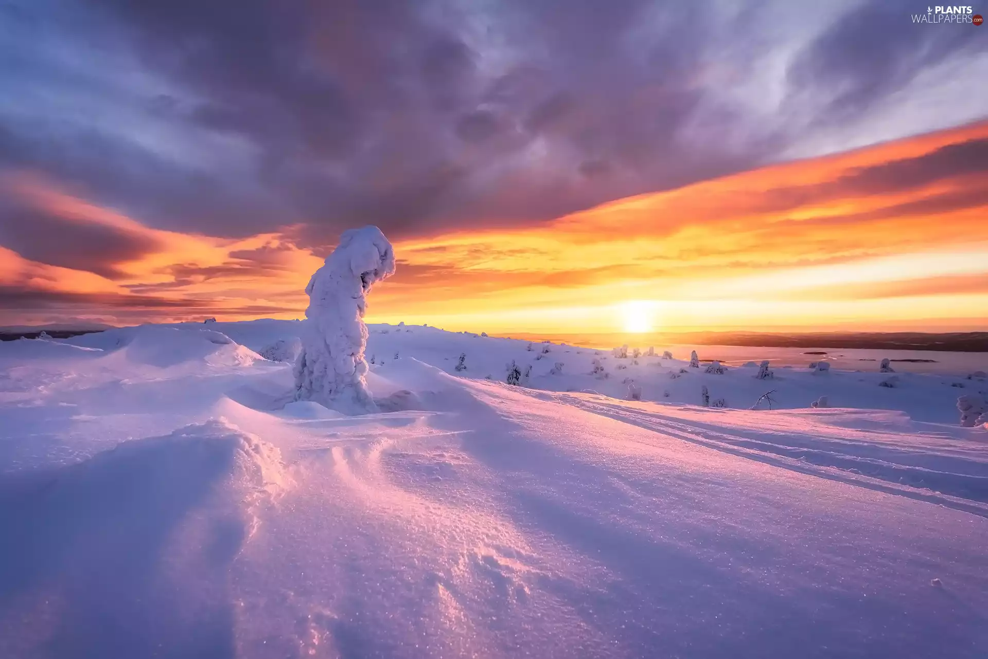 clouds, Great Sunsets, snow, trees, winter