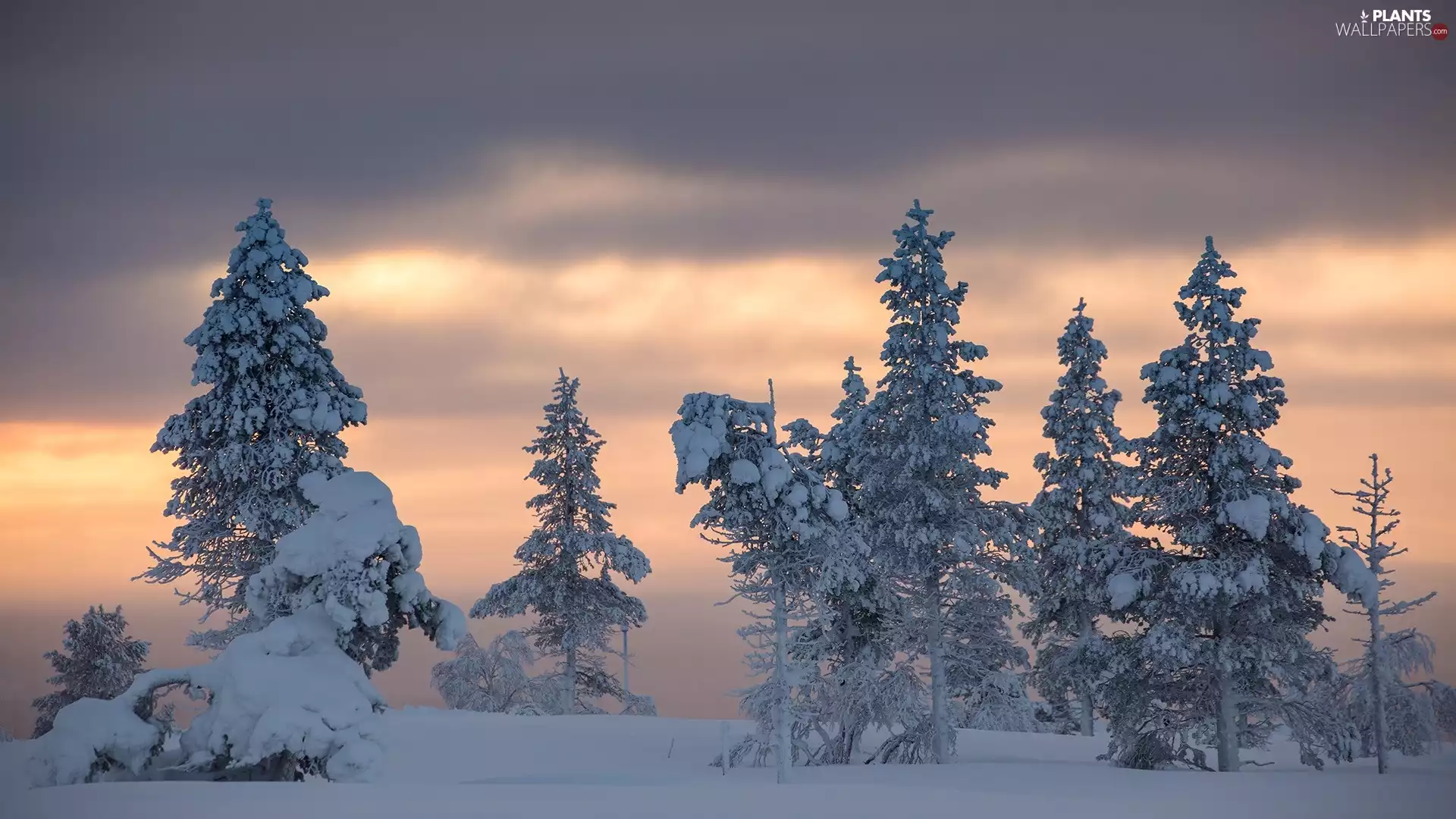 Spruces, Great Sunsets, snow, Snowy, winter