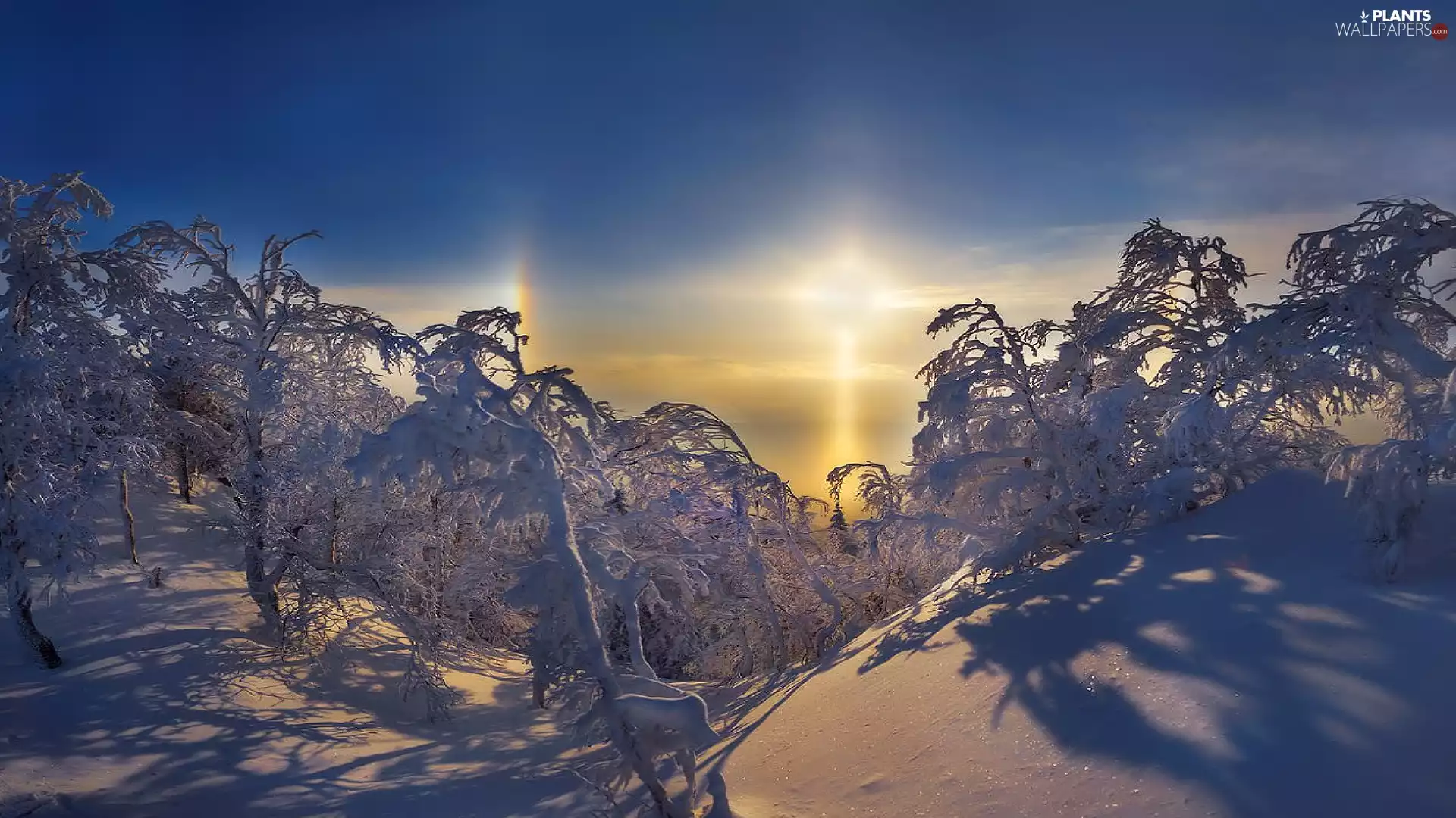 viewes, Great Sunsets, snow, trees, winter