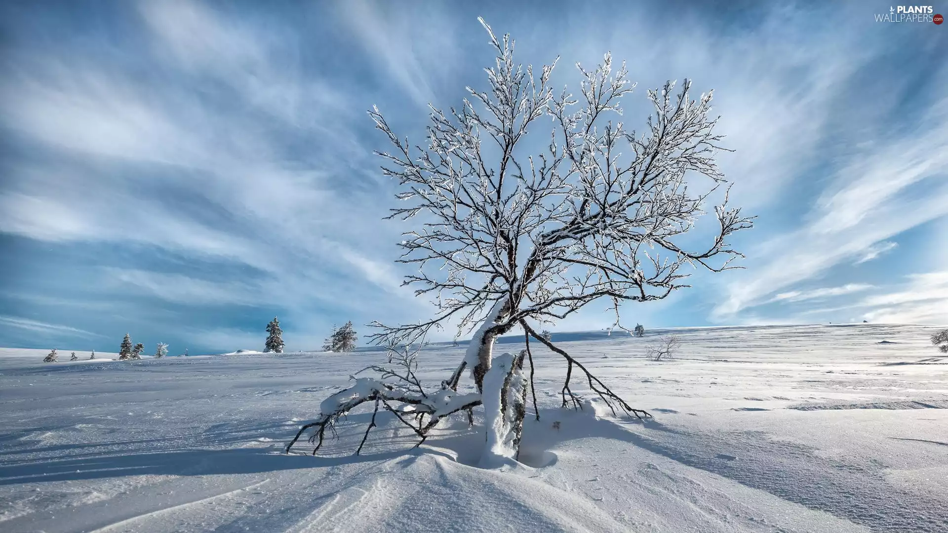 winter, lonely, trees, snow
