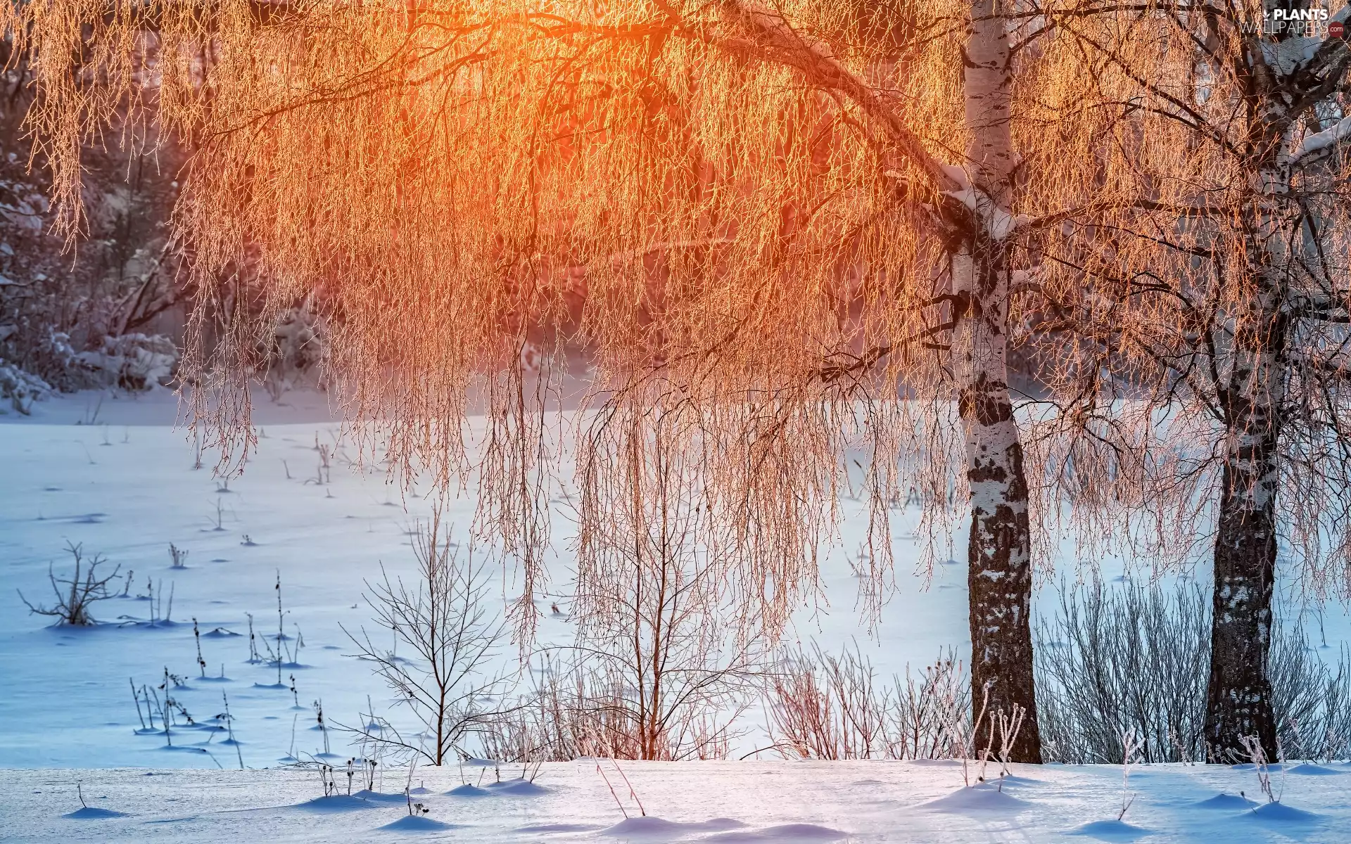sunny, trees, winter, snow, glamour, birch-tree