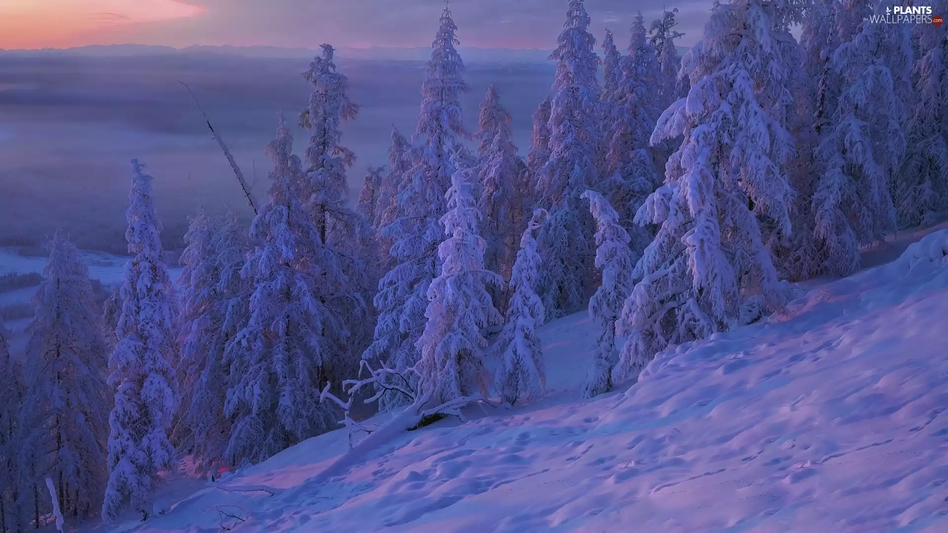 Snowy, morning, viewes, snow, trees, winter