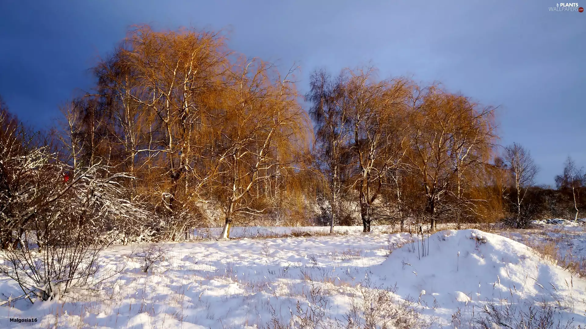 winter, trees, viewes, snow