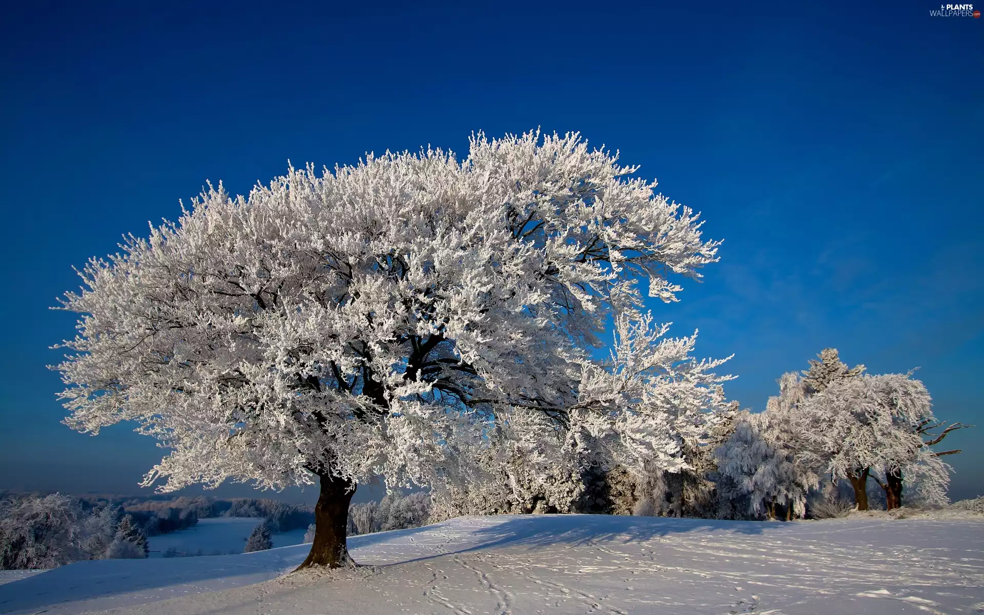 winter, trees, viewes, snow