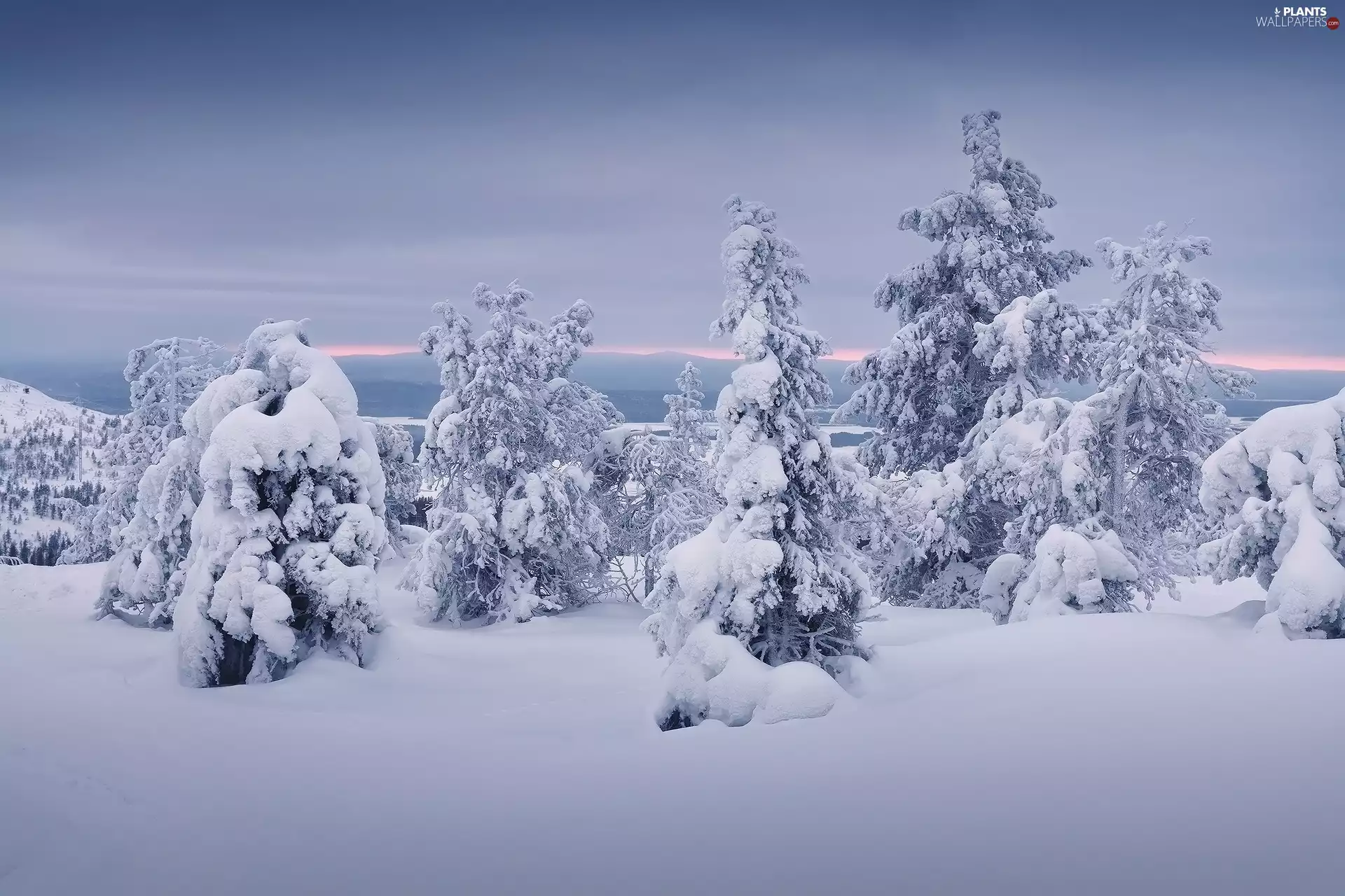 winter, trees, viewes, snow