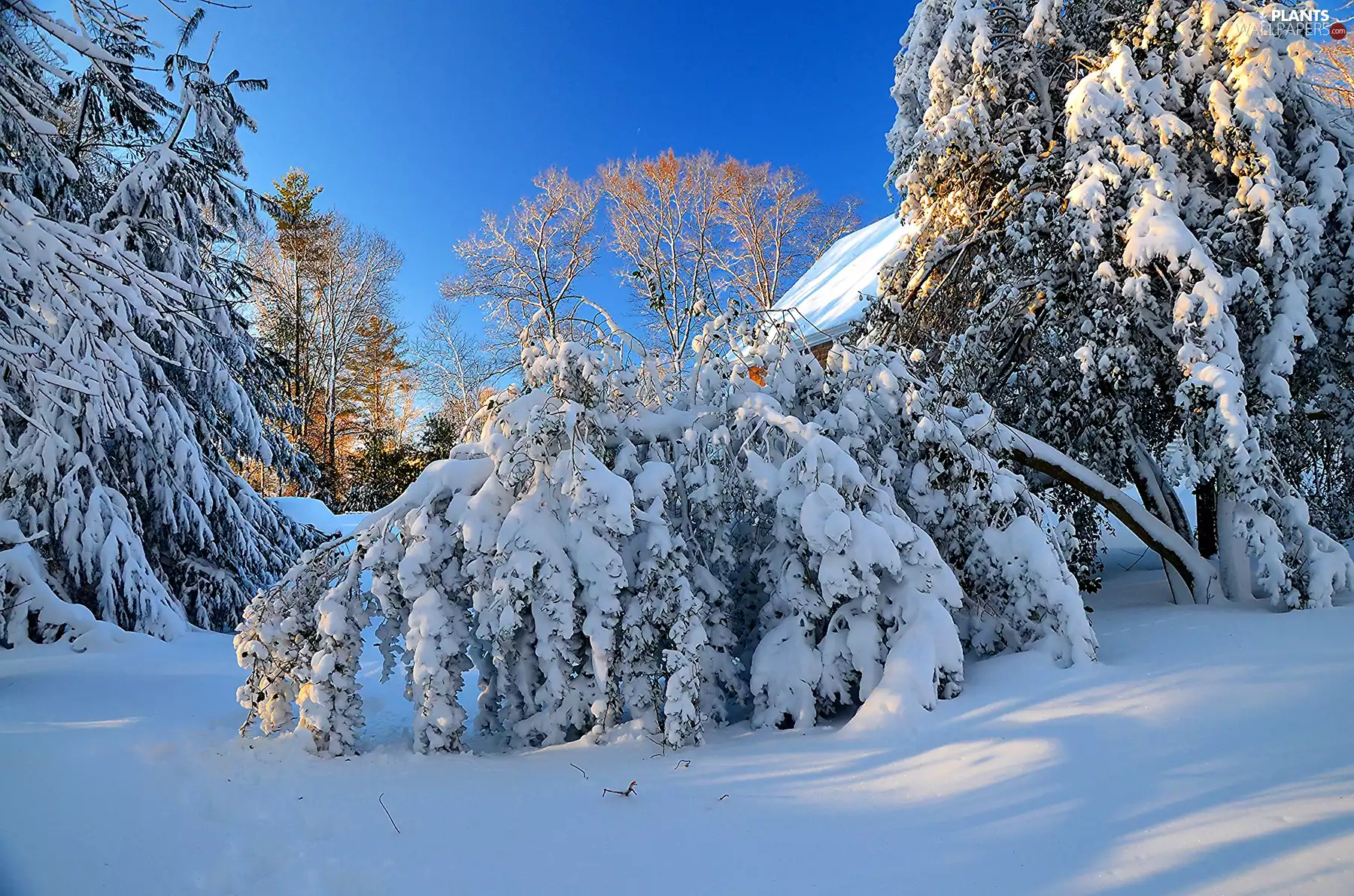 winter, trees, viewes, snow