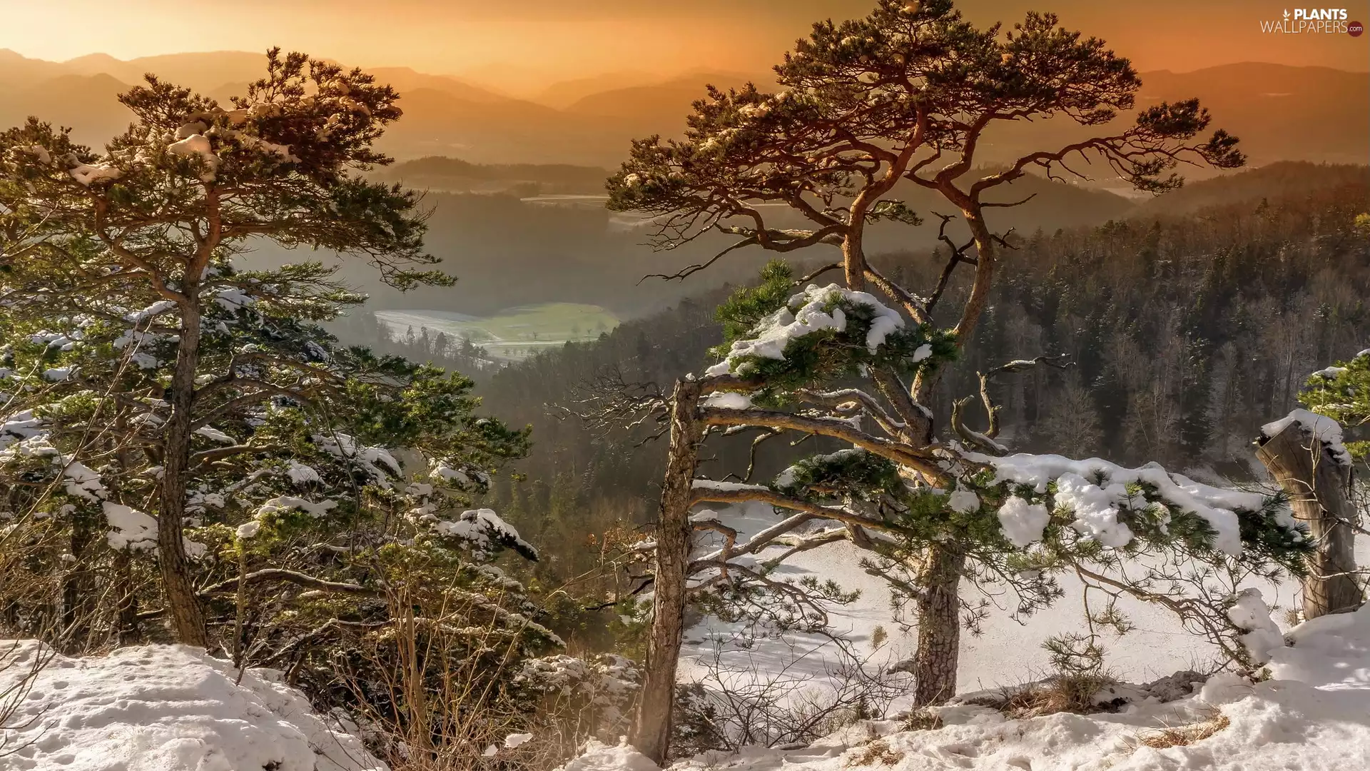 woods, Mountains, viewes, snow, trees, winter