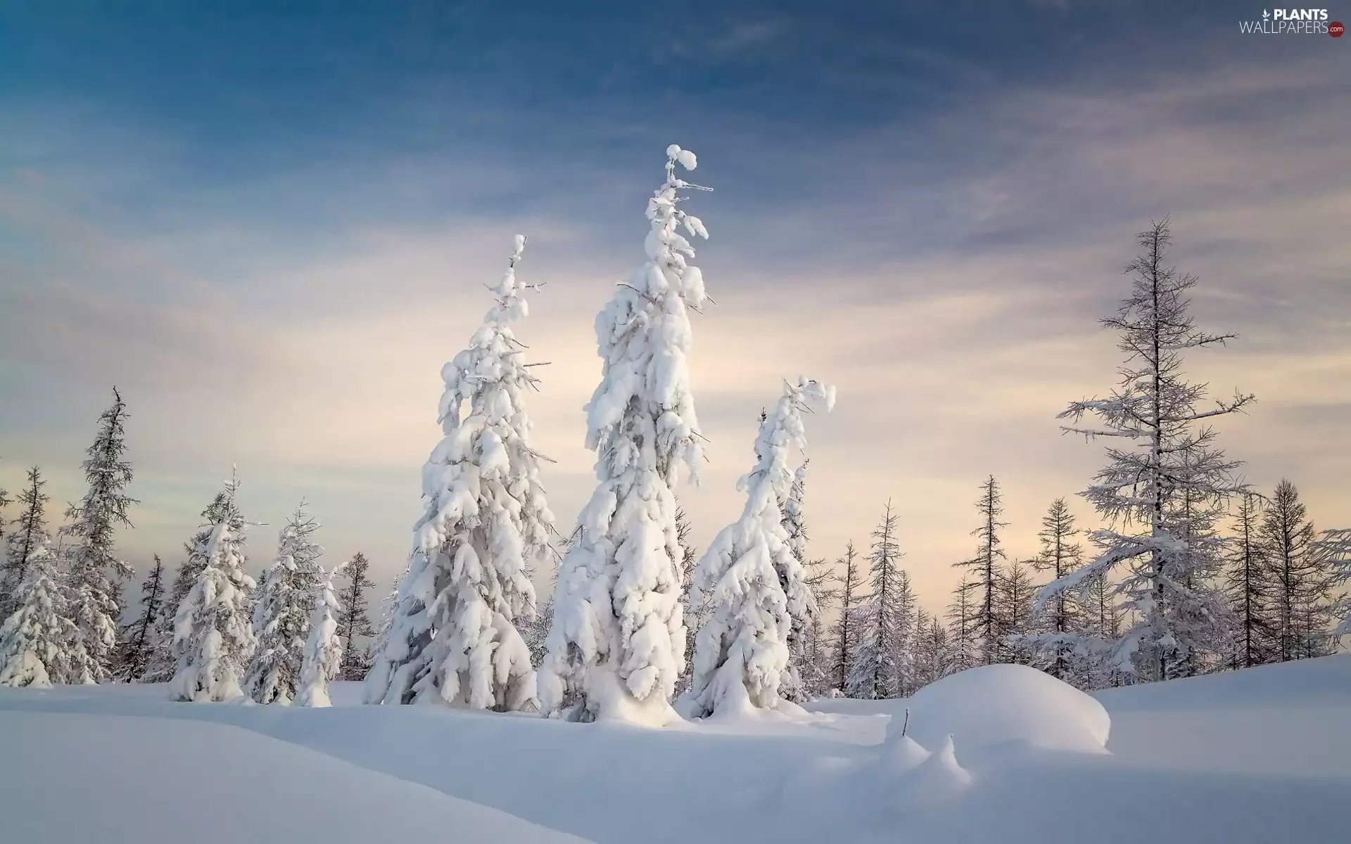 viewes, snowdrift, snow, trees, winter