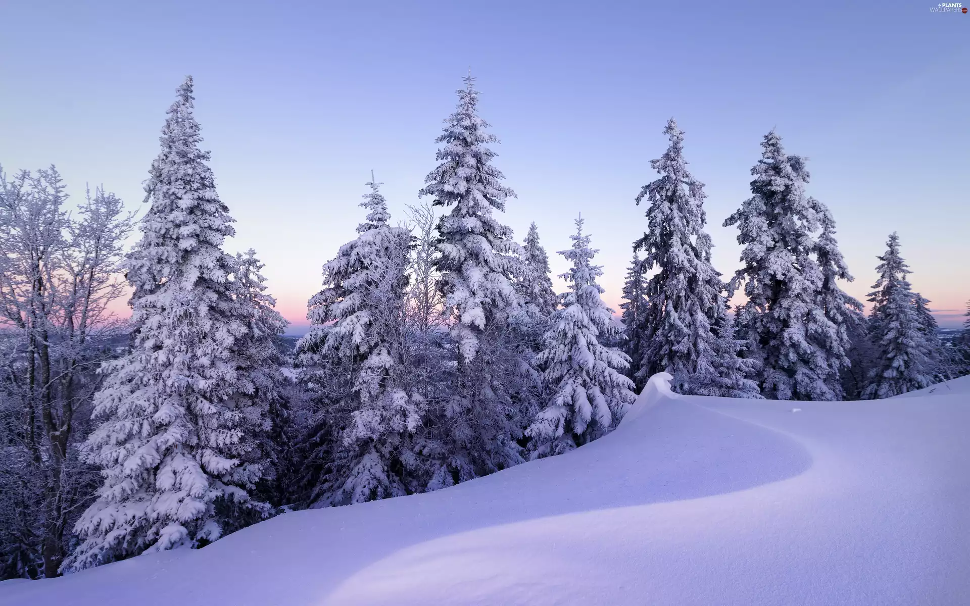winter, snowdrift, trees, viewes, forest