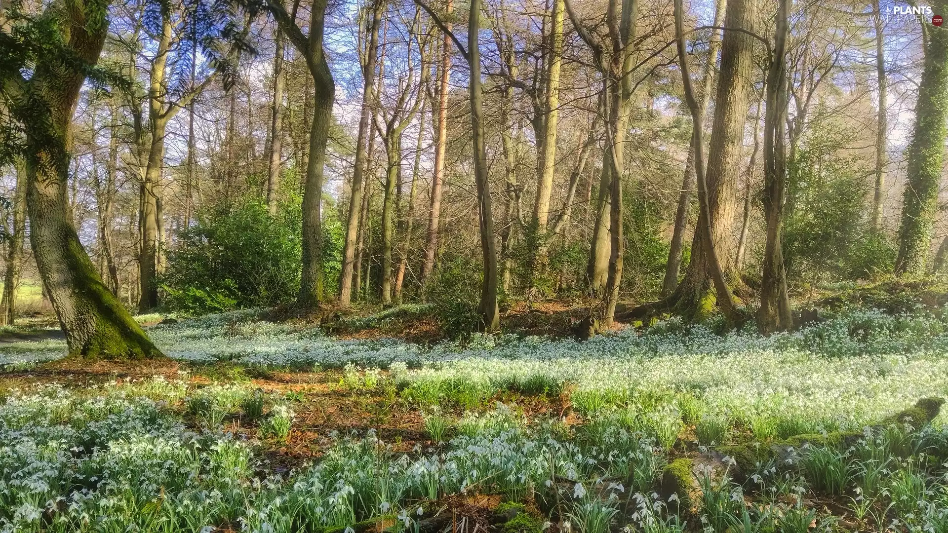 trees, Spring, Flowers, snowdrops, viewes, forest