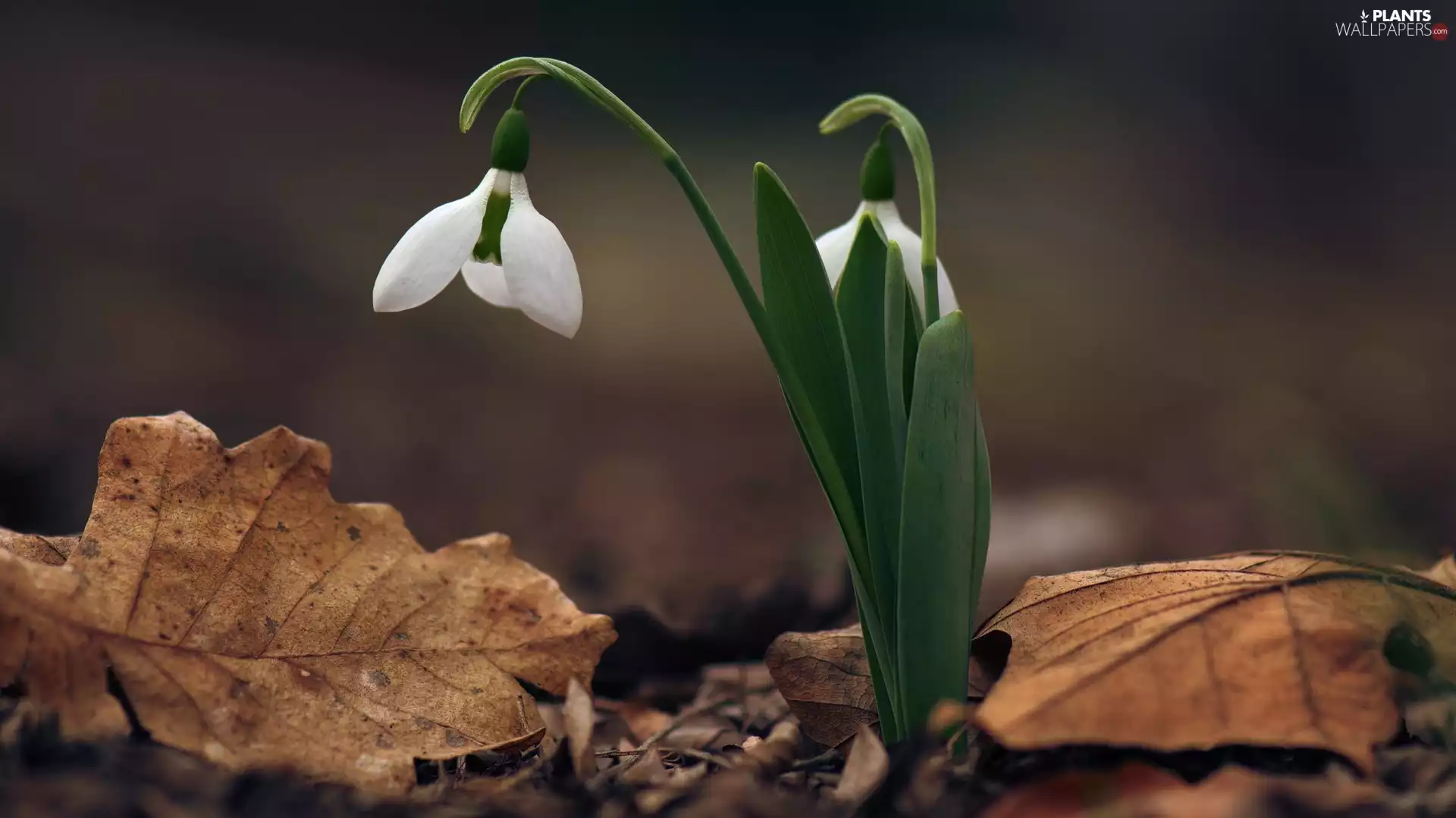 snowdrops, Leaf