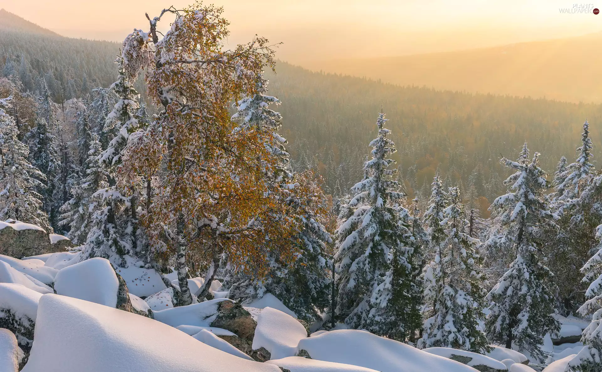 Snowy, winter, trees, viewes, Mountains, Fog, Spruces, forest, birch-tree
