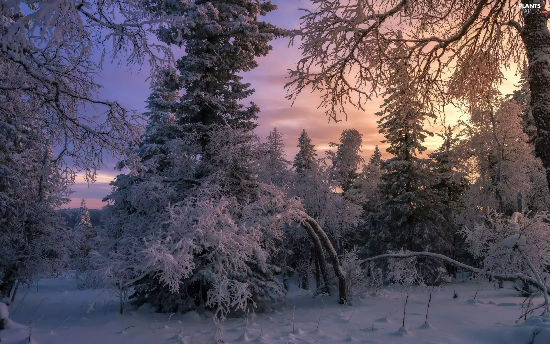 trees, winter, branch pics, Great Sunsets, viewes, Snowy