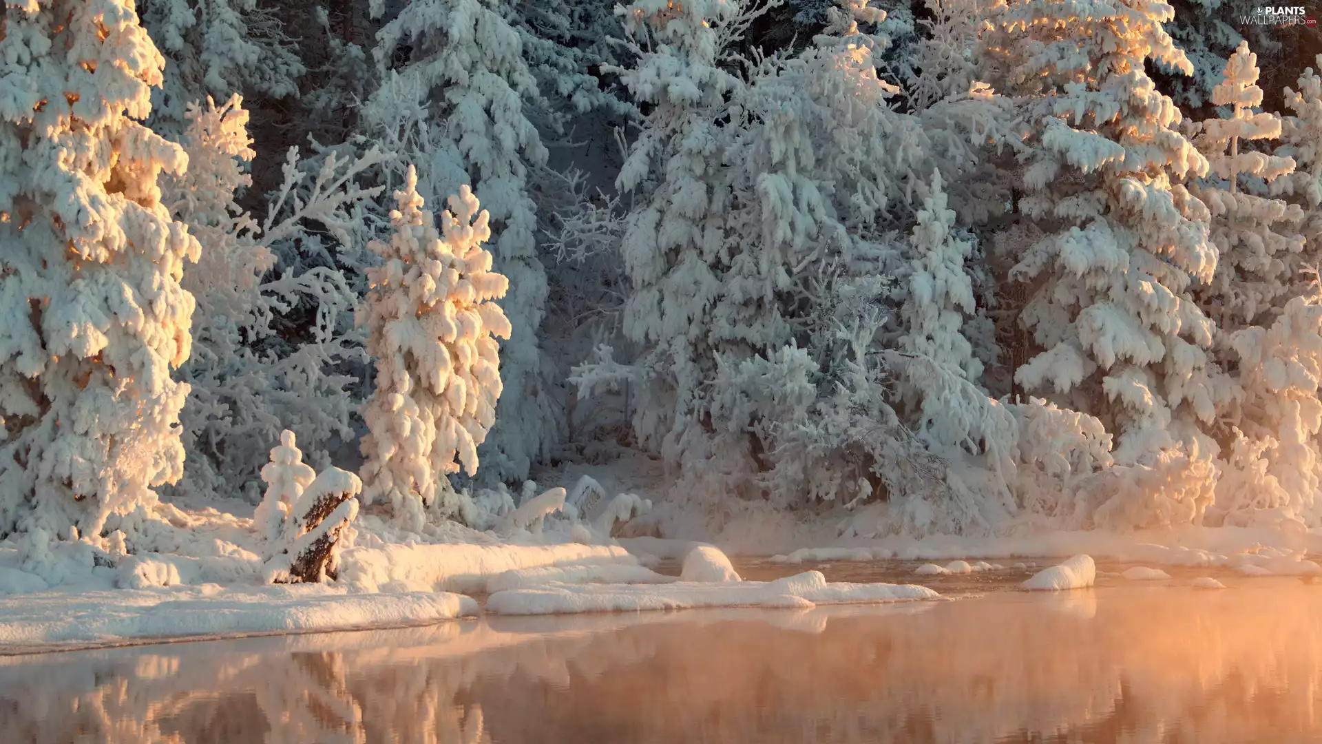 trees, forest, coast, Snowy, winter, viewes, lakes