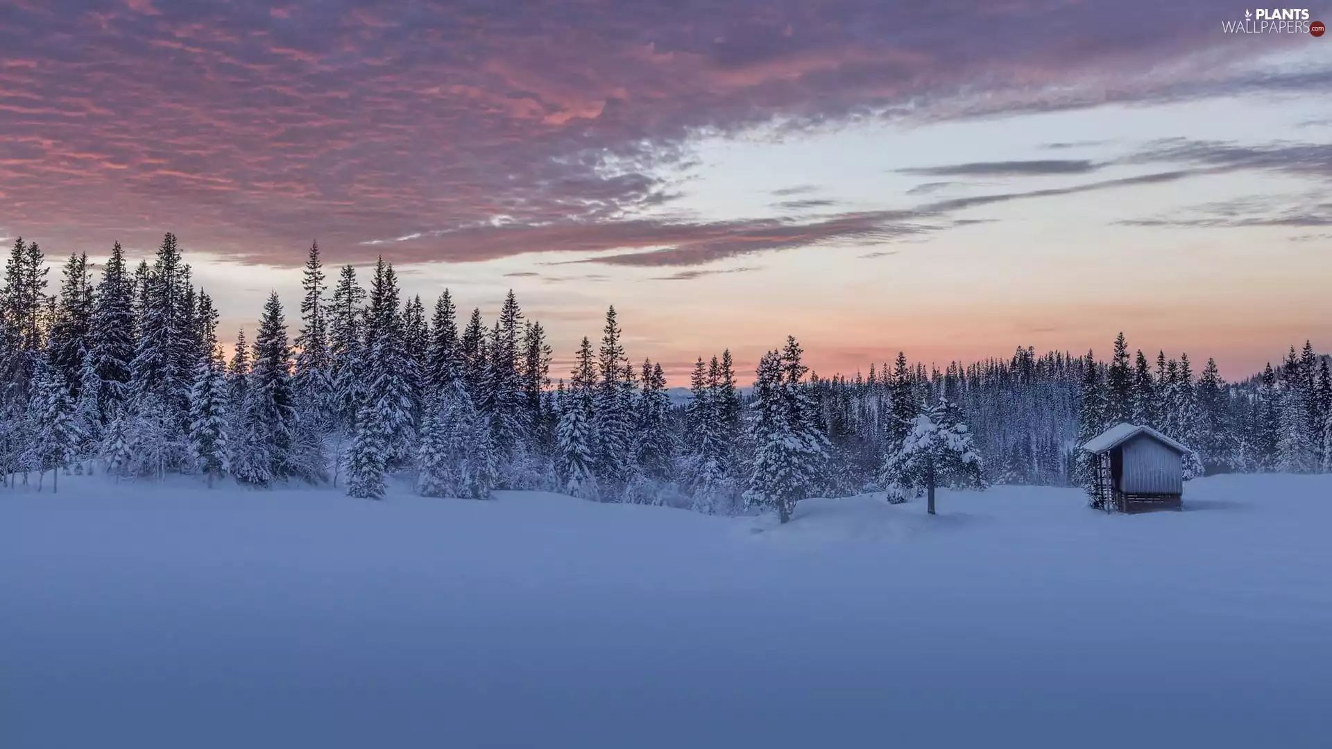 trees, forest, cote, Snowy, winter, viewes, clouds