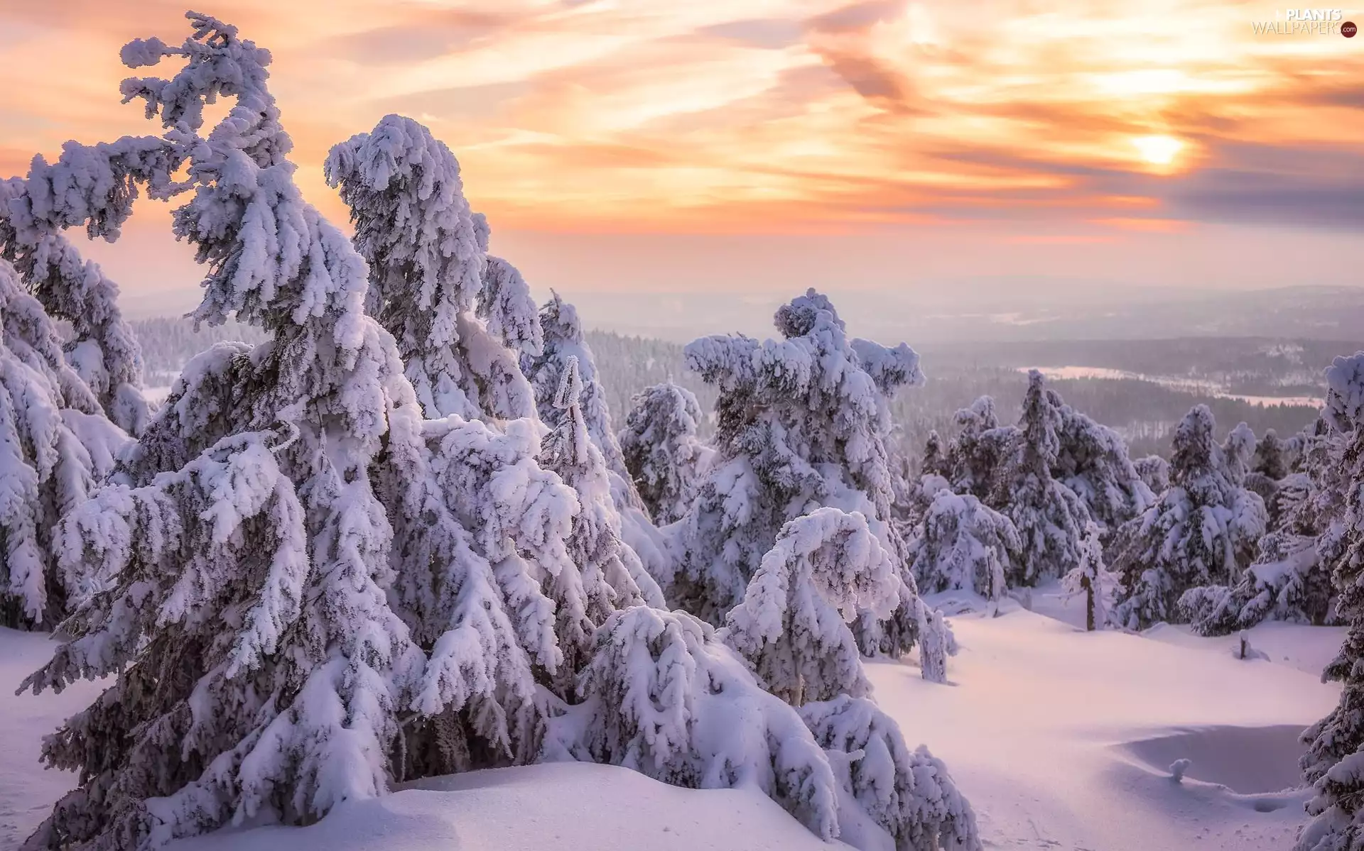 trees, forest, drifts, Snowy, winter, viewes, Sunrise