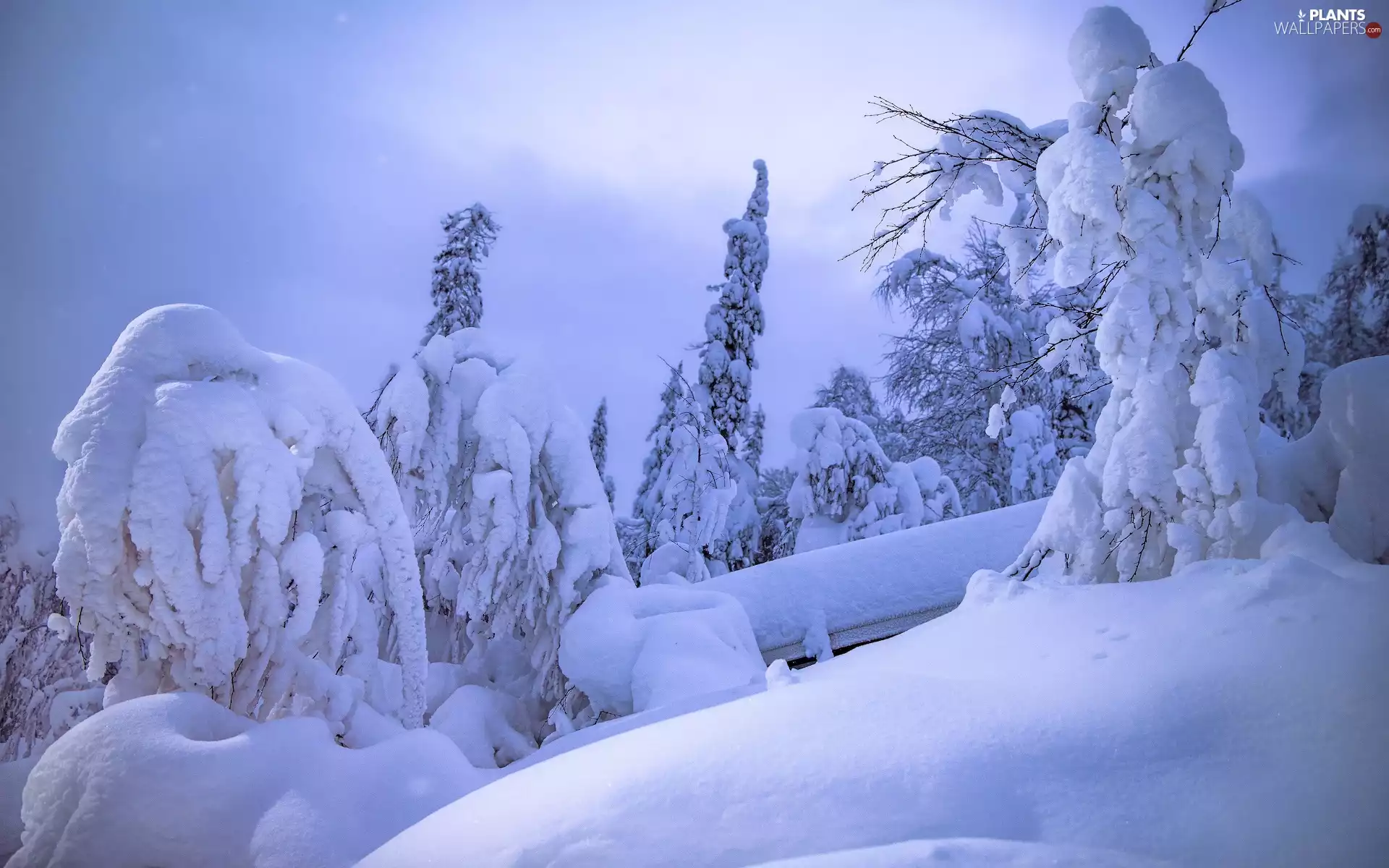 viewes, Snowy, drifts, trees, winter