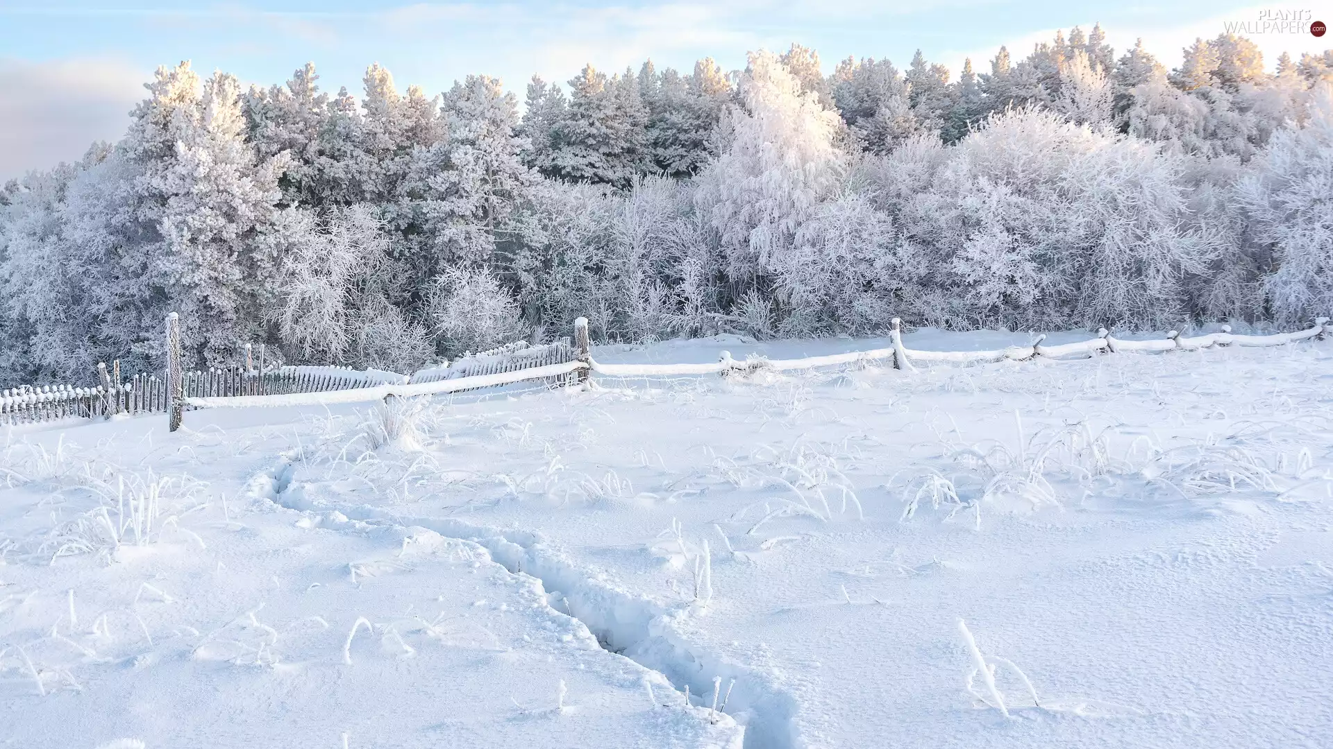 Snowy, winter, frosty, trees, traces, snow, Fance, Field, viewes