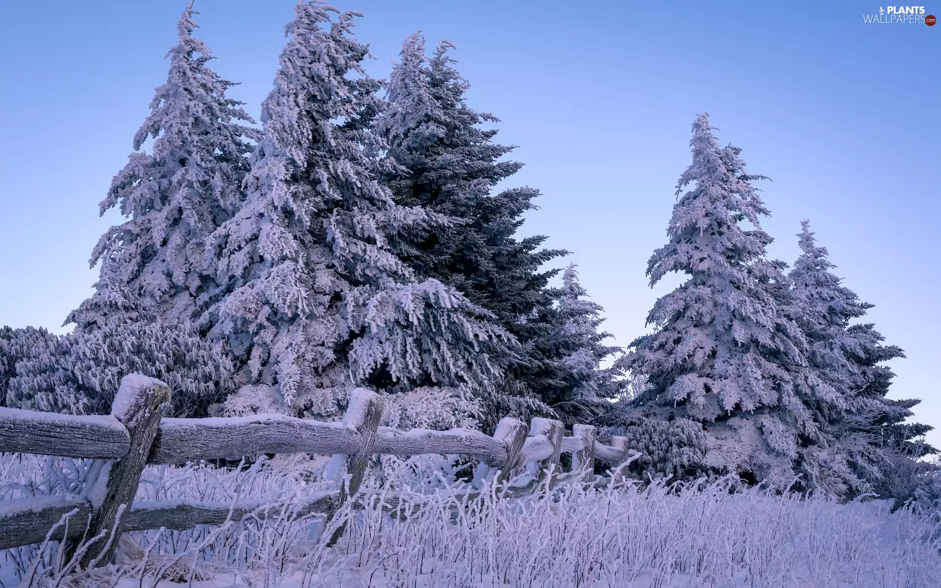 Snowy, winter, trees, viewes, Fance, grass, White frost, fence, Spruces