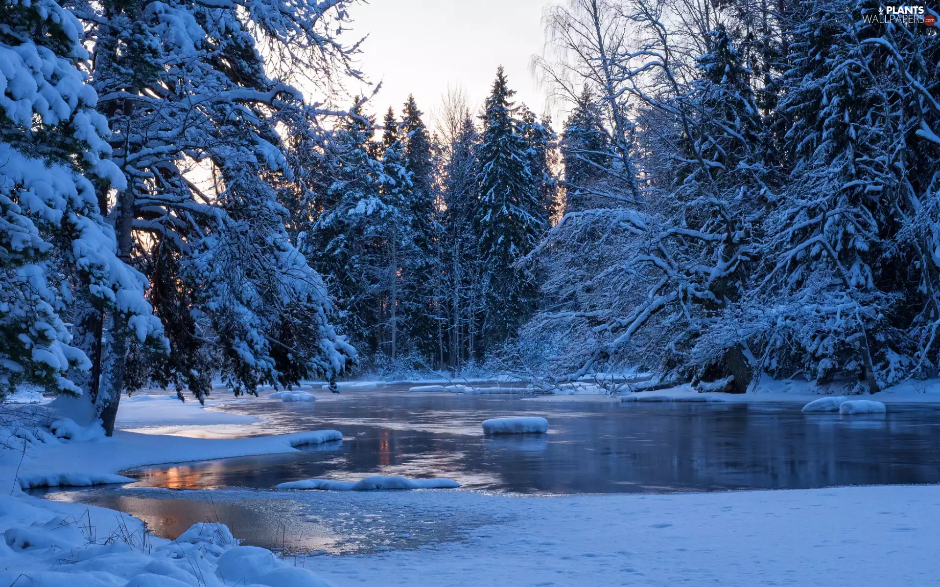 Snowy, trees, Great Sunsets, viewes, River, forest, winter, Spruces
