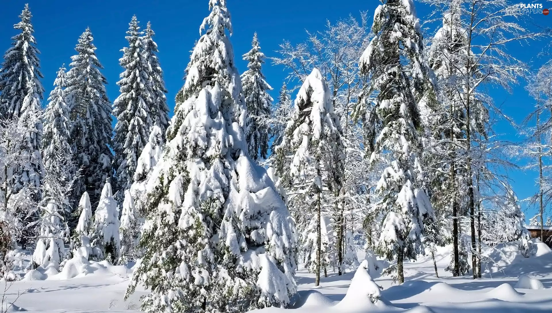 trees, winter, Spruces, Snowy, viewes, forest