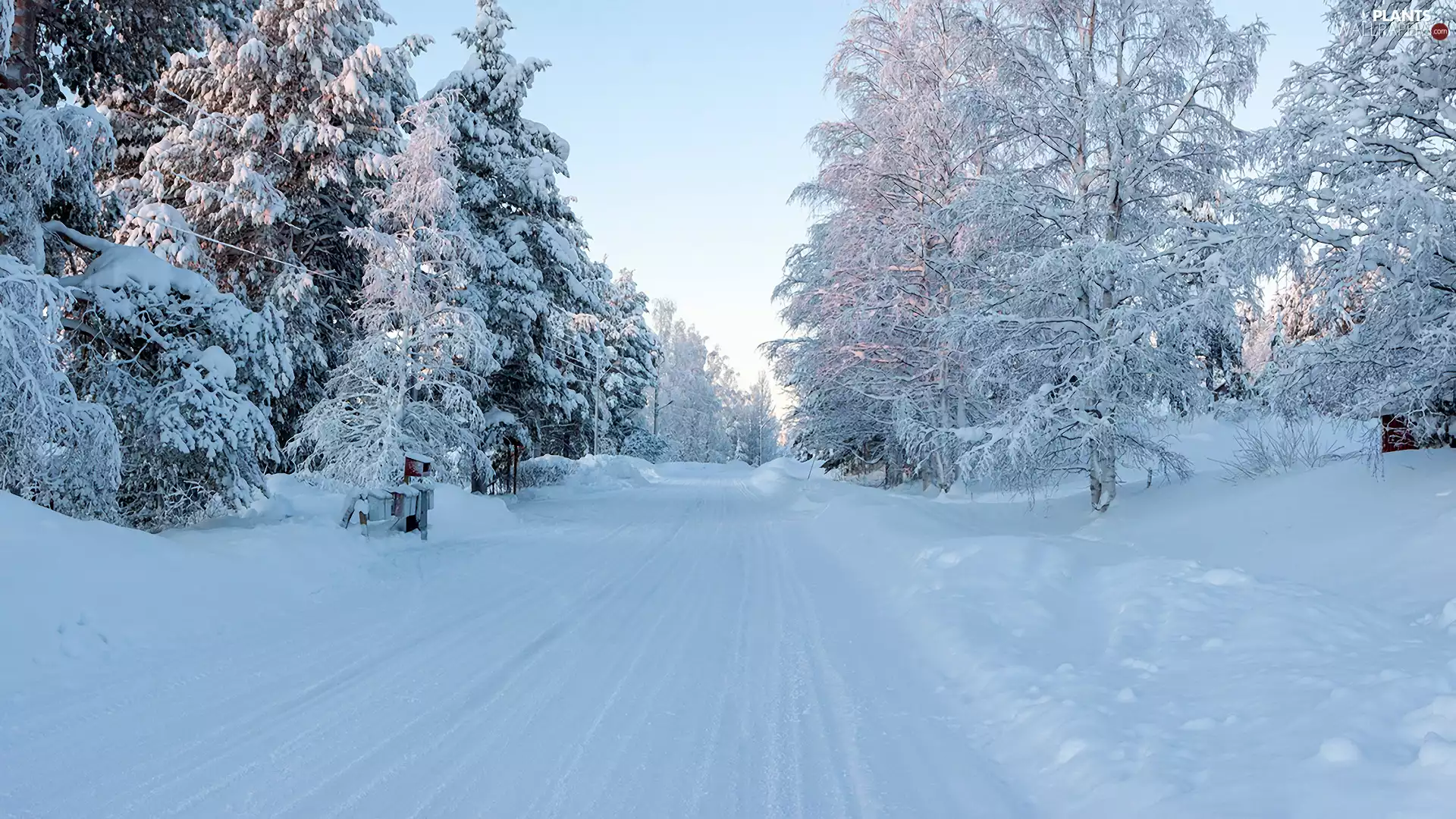 Way, winter, viewes, Snowy, trees, forest