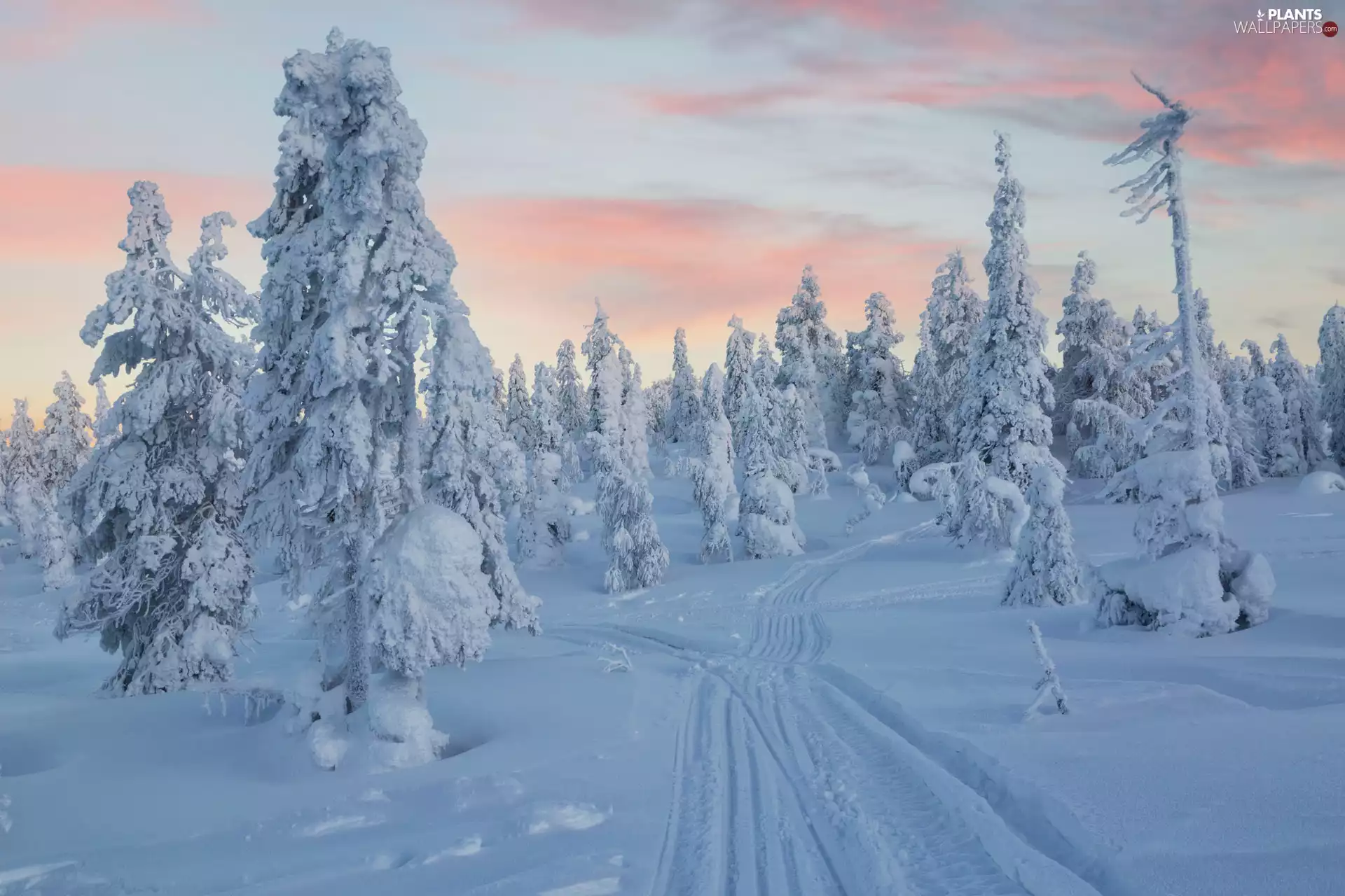 Snowy, trees, Great Sunsets, viewes, Way, forest, winter, snow