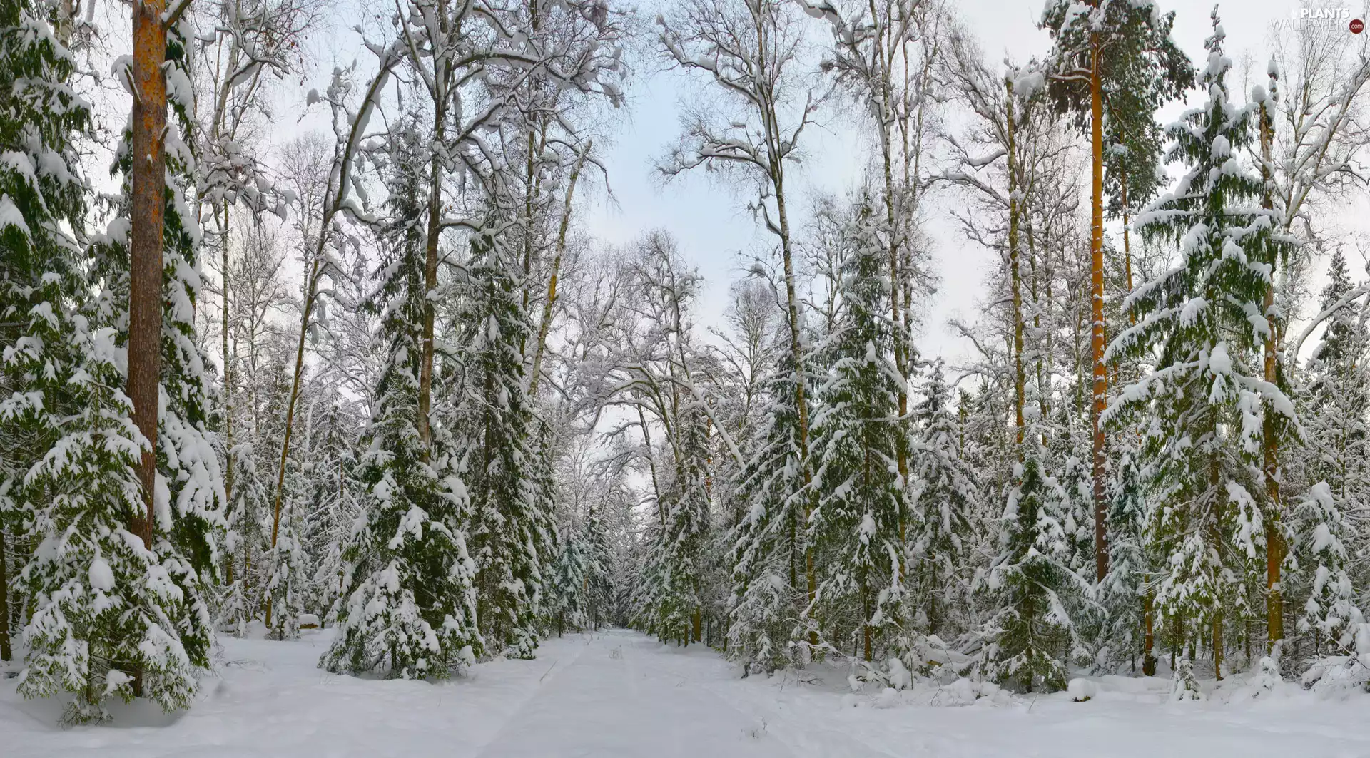 viewes, Snowy, forest, trees, winter