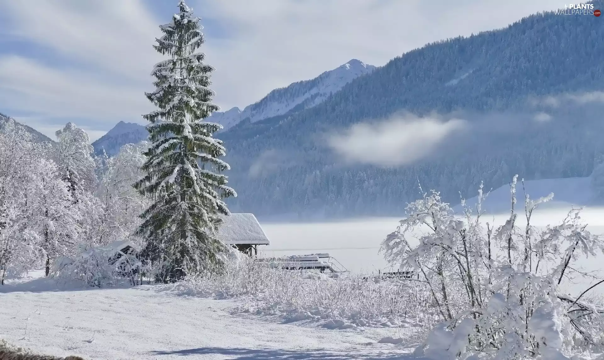 trees, Mountains, grass, Snowy, winter, viewes, buildings