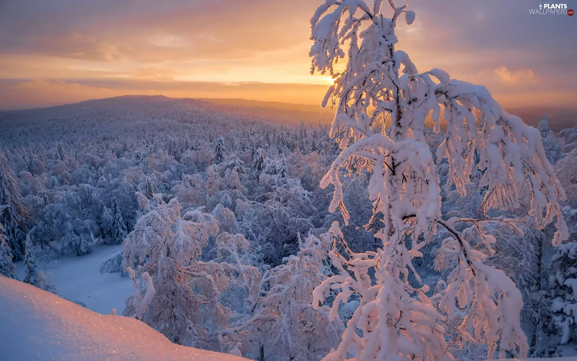 trees, forest, mountains, Snowy, winter, viewes, Sunrise