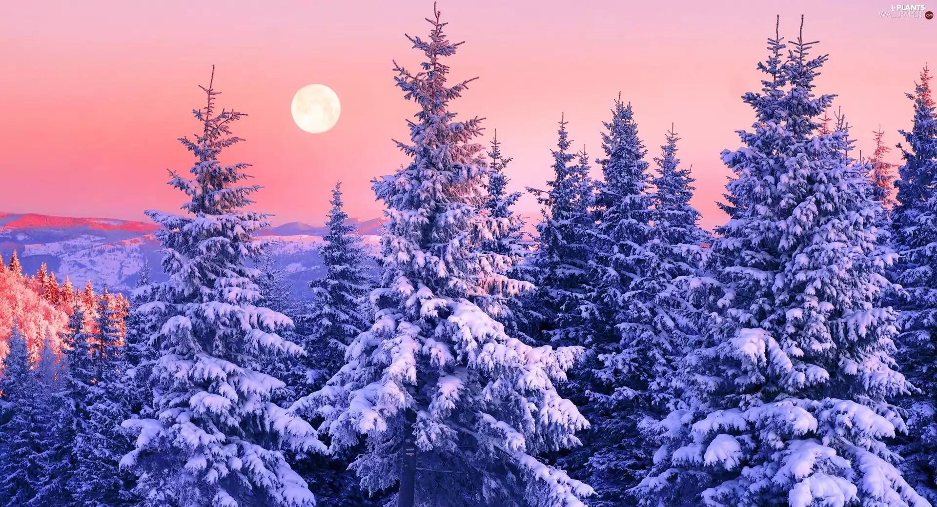 Great Sunsets, winter, Snowy, Spruces, Mountains