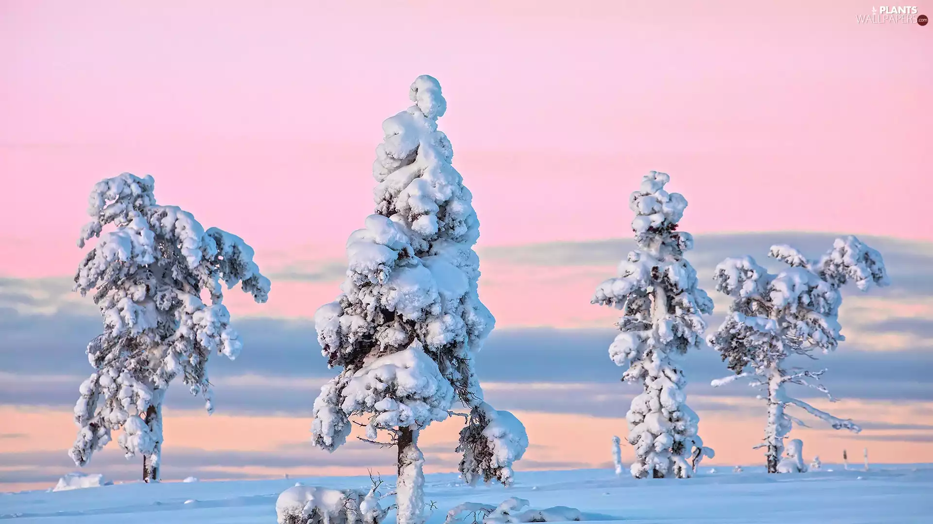 trees, snow, Pink, Snowy, winter, viewes, Sky