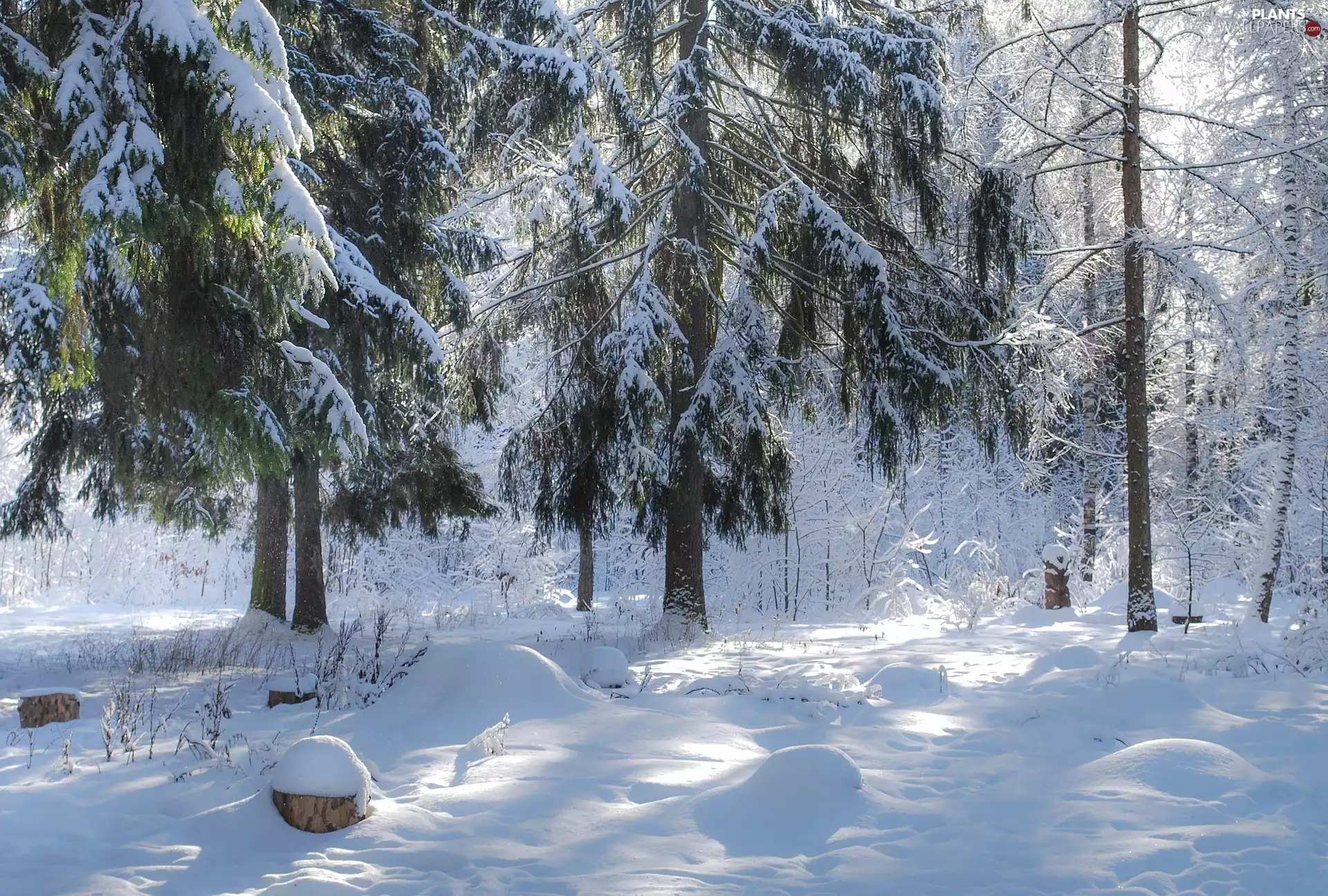 trees, forest, Plants, Snowy, winter, viewes, snow