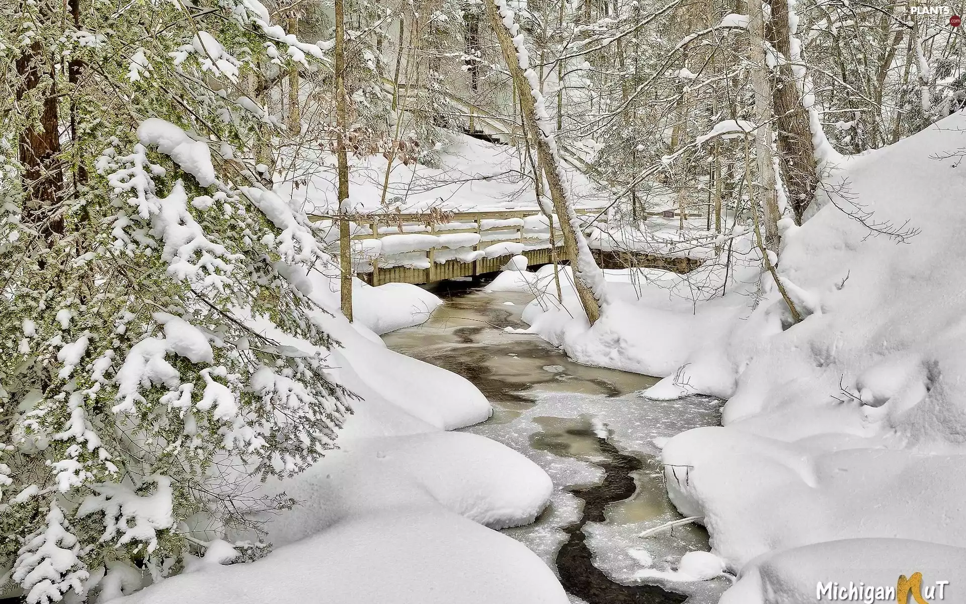 bridges, forest, viewes, Snowy, trees, River