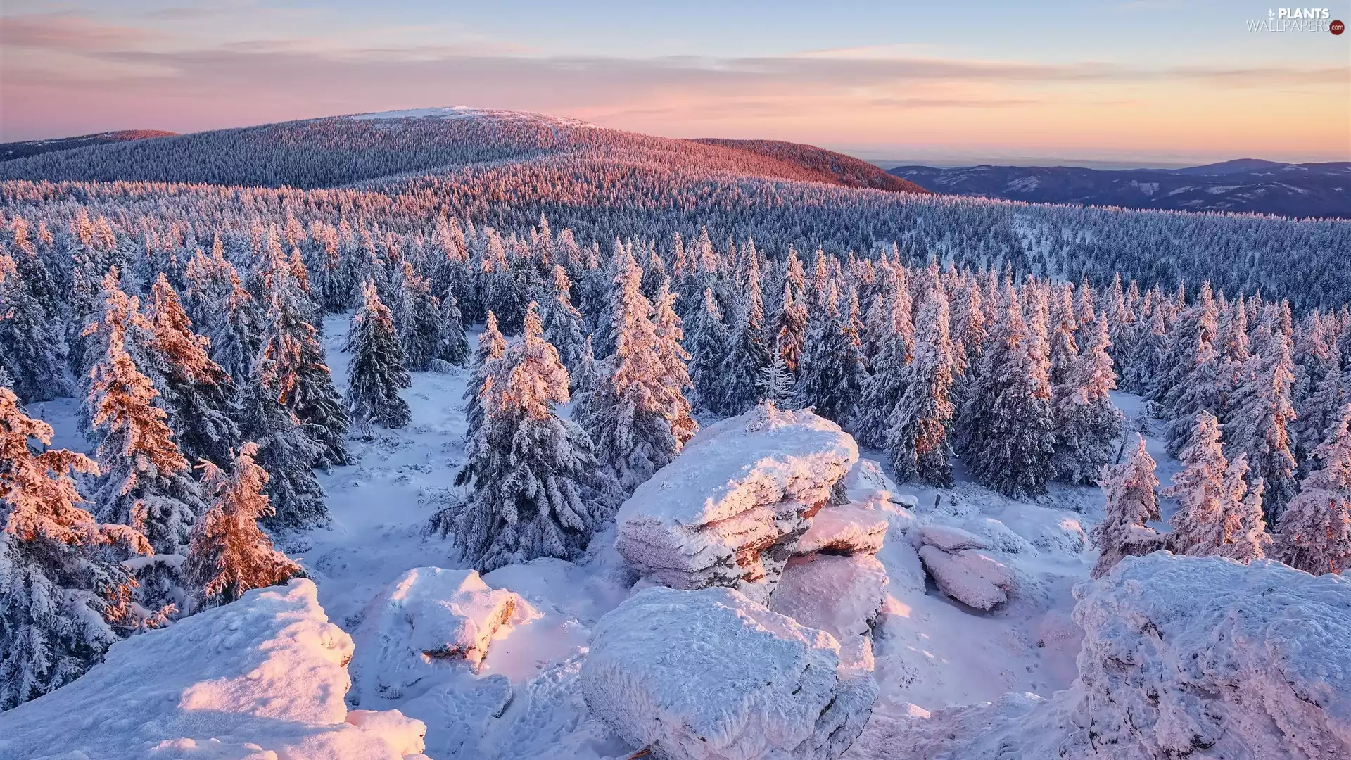 trees, Mountains, rocks, Snowy, winter, viewes, Sunrise