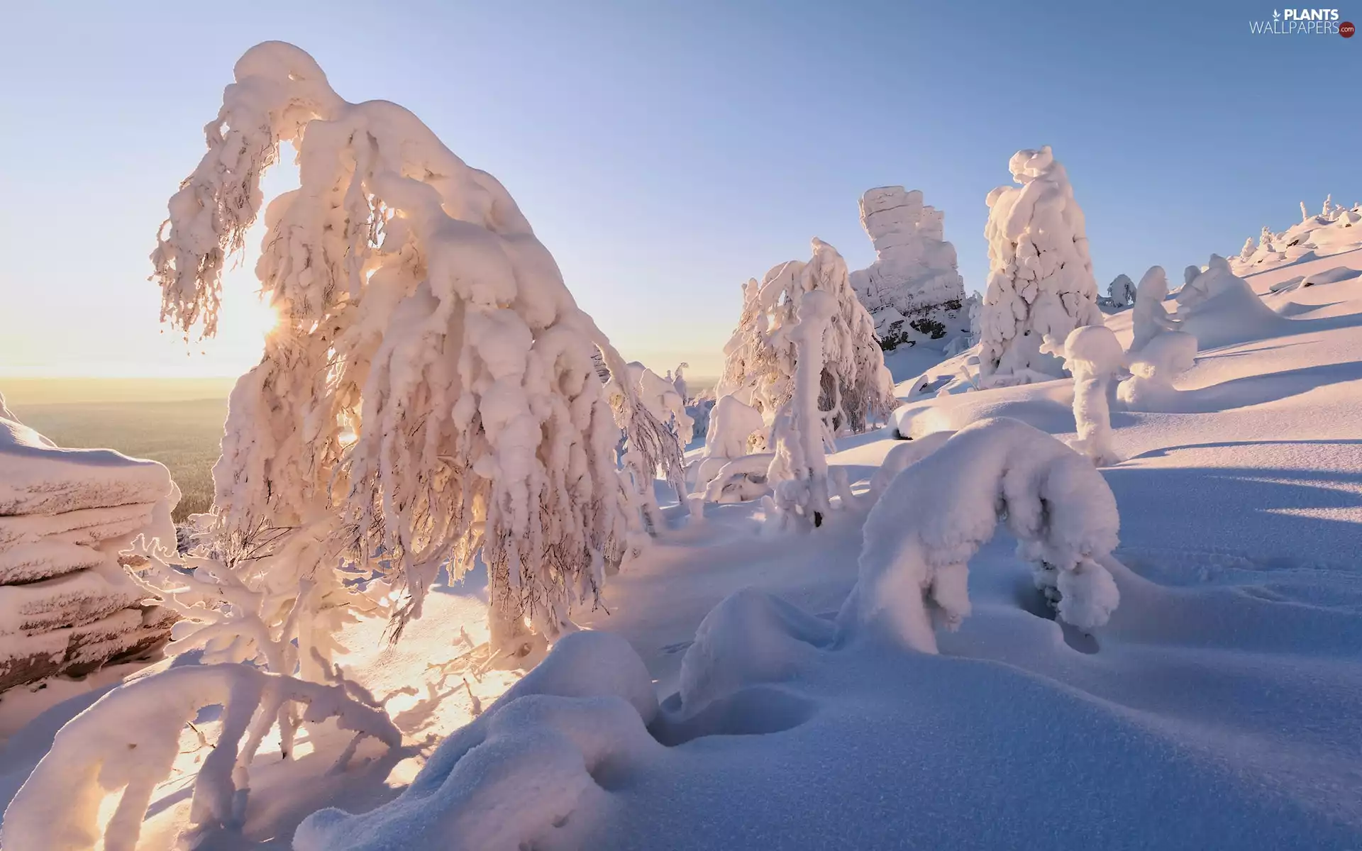 trees, winter, inclined, snowy, viewes, snow
