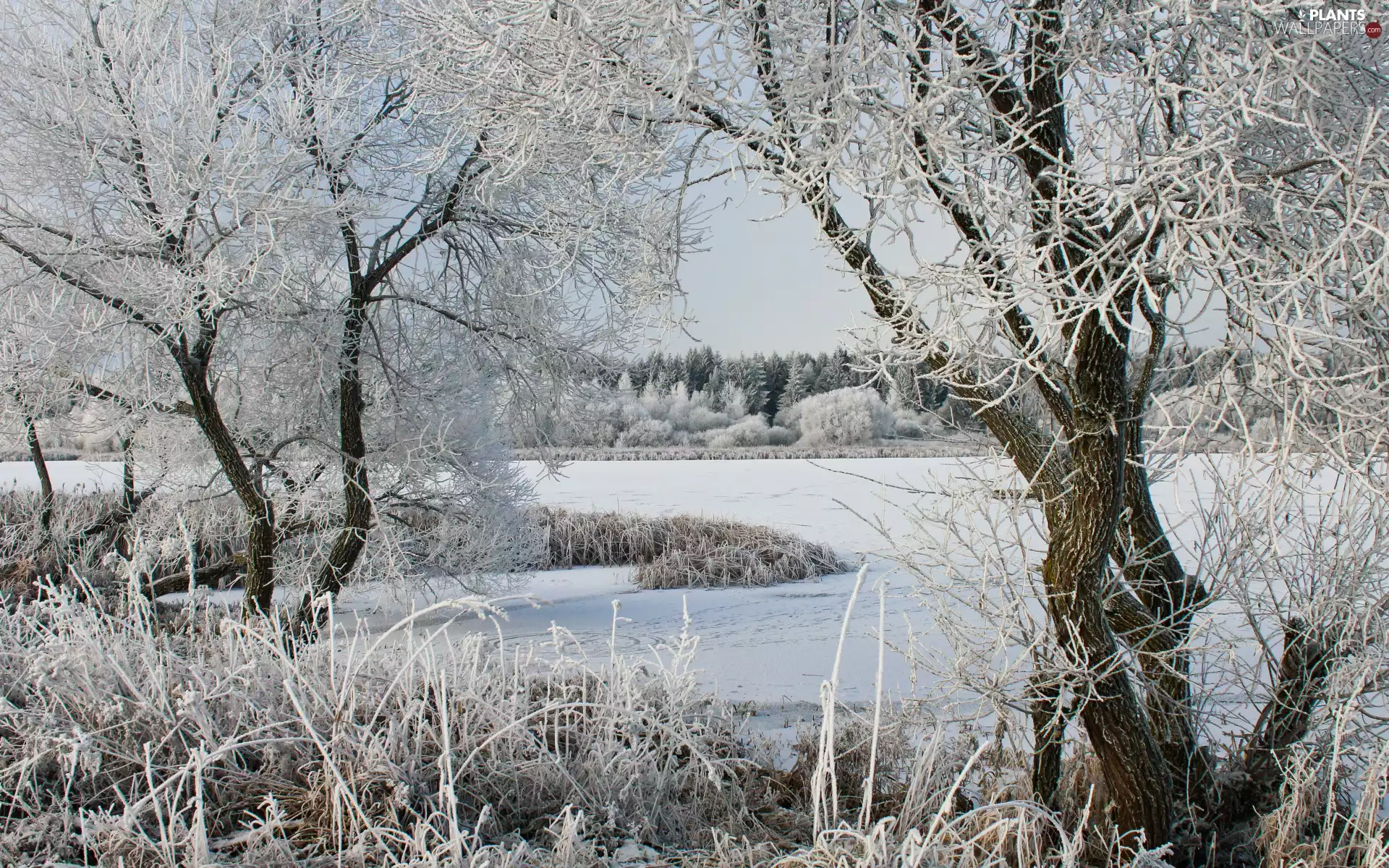trees, viewes, snow, grass, lake, frosty, winter, snowy