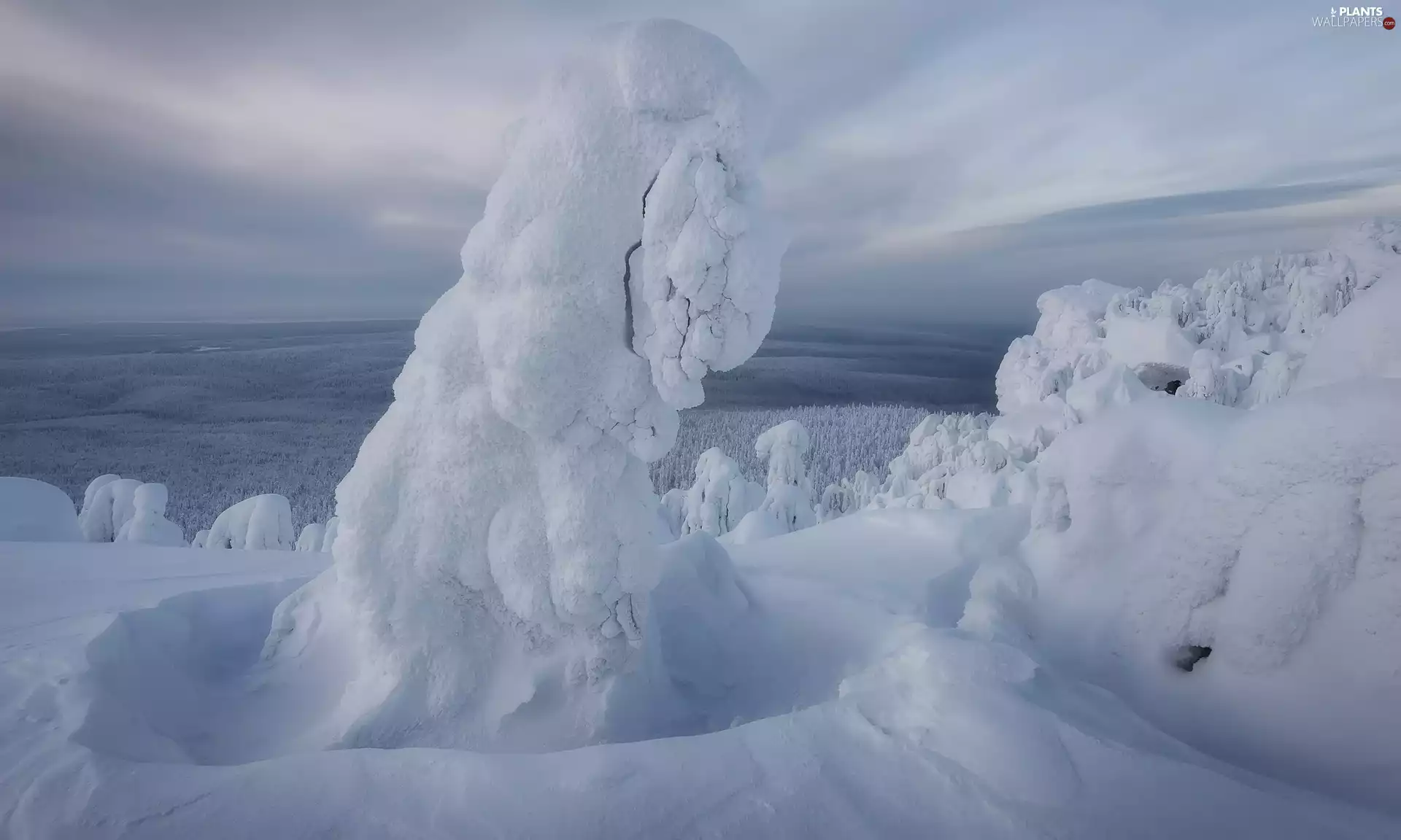 viewes, snowy, snow, trees, winter
