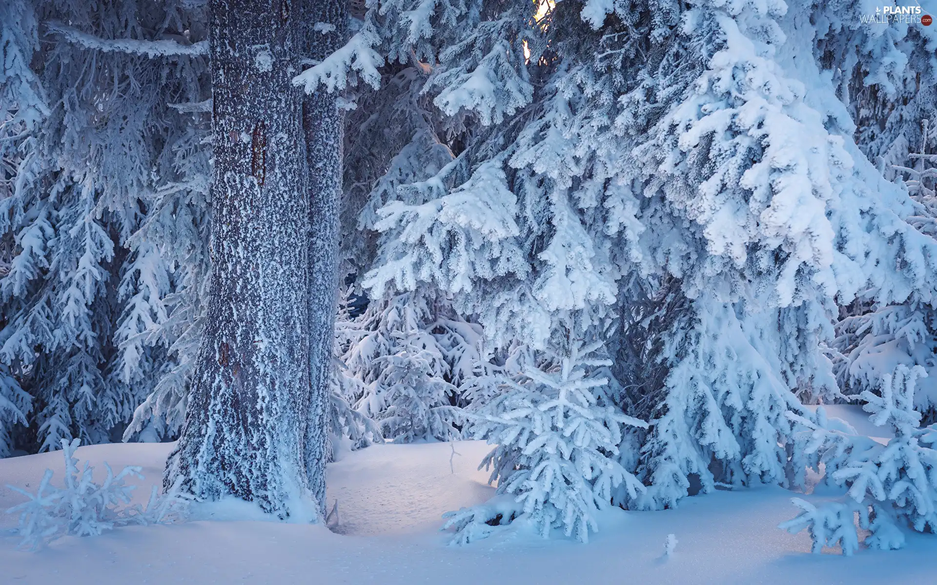 trees, snow, snowy, Snowy, winter, viewes, trunk