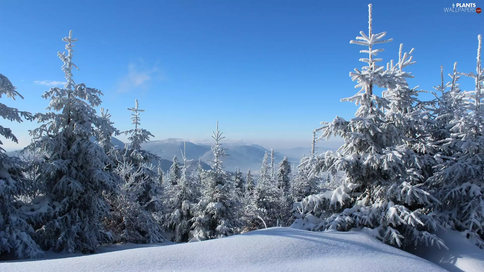 winter, Snowy, Spruces, The Hills