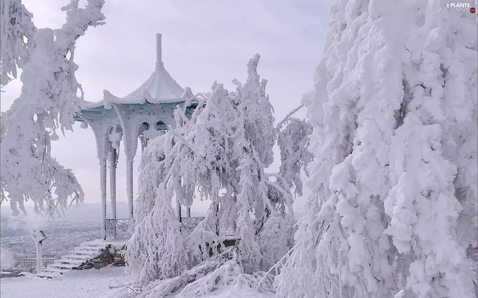 trees, snow, Spruces, Snowy, winter, viewes, arbour