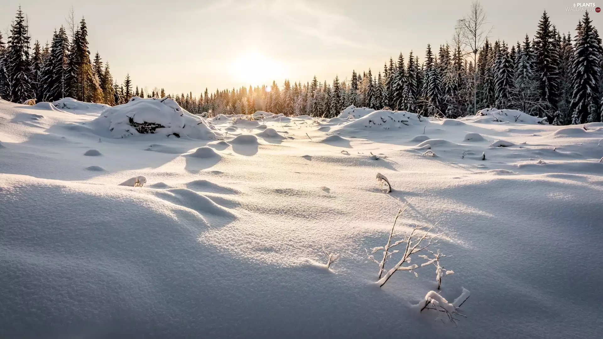 trees, snow, Spruces, Snowy, winter, viewes, Sunrise