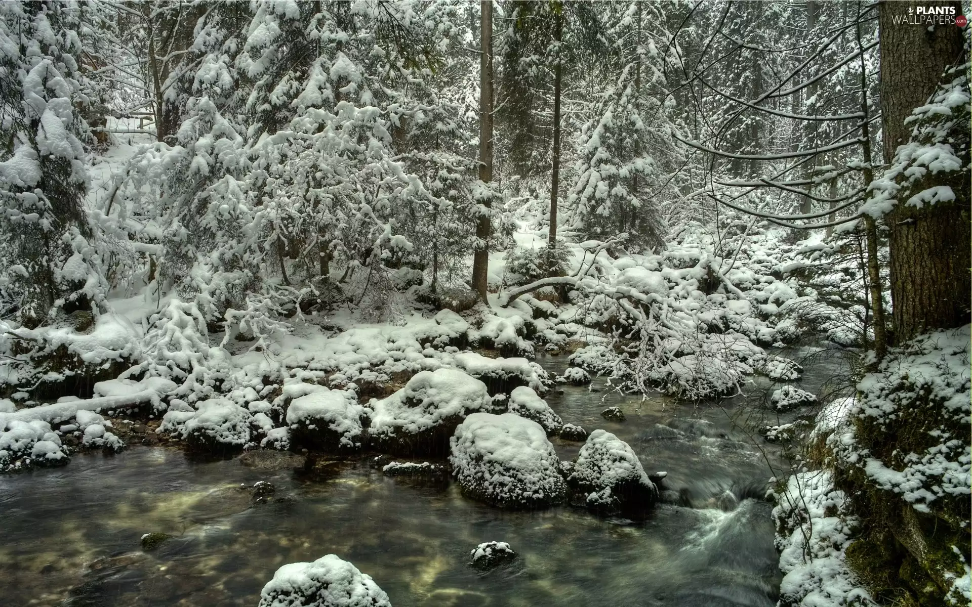 trees, stream, Stones, Snowy, forest, viewes, winter