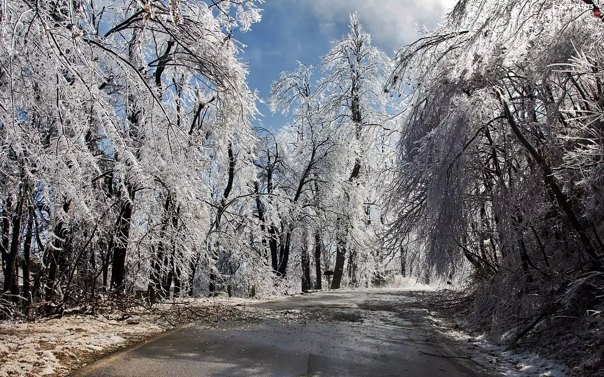 Snowy, Way, trees, viewes, luminosity, shadow, sun, flash, ligh
