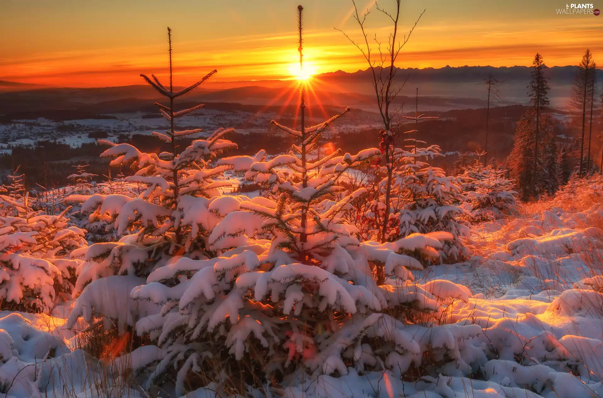 Snowy, winter, viewes, rays of the Sun, trees, Mountains