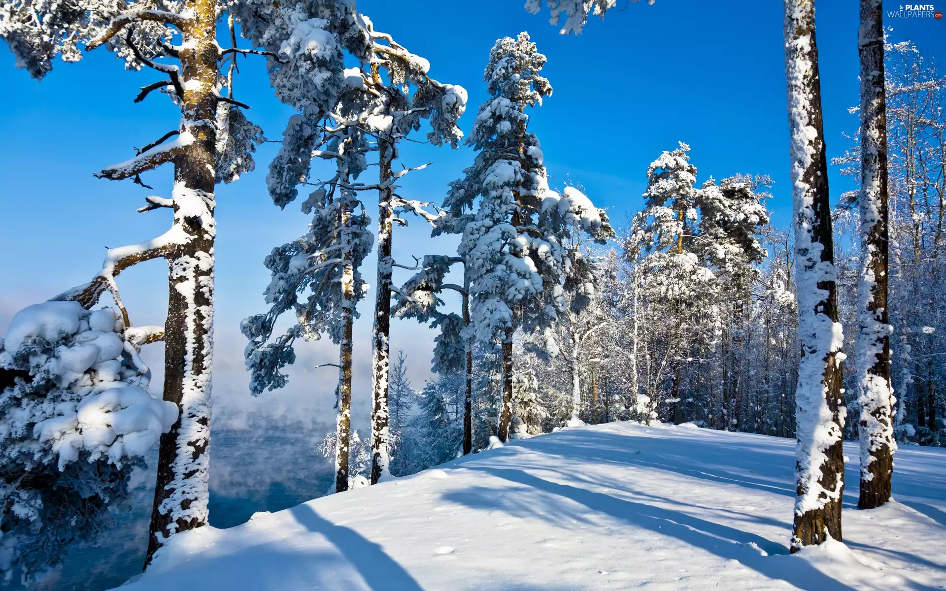 Snowy, Mountains, trees, viewes, luminosity, winter, sun, flash, ligh