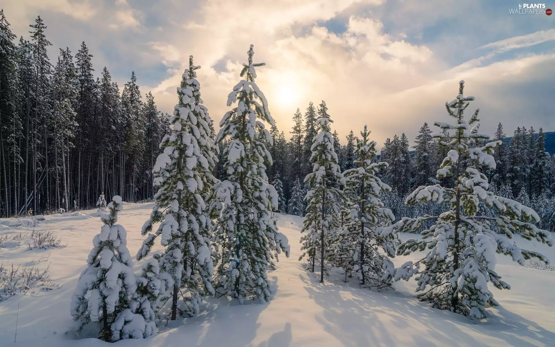 trees, forest, Sunrise, Snowy, Mountains, viewes, clouds