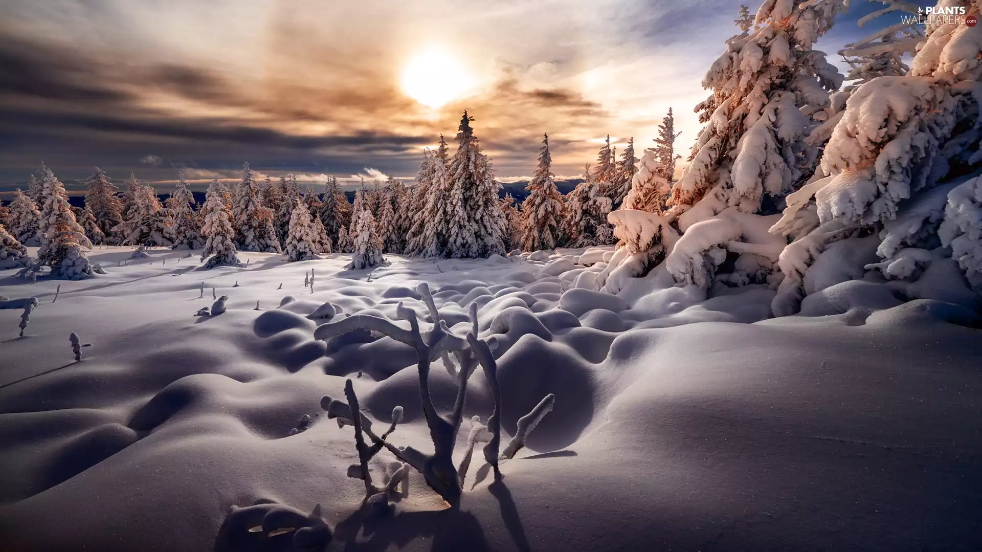 trees, forest, Sunrise, snowy, winter, viewes, clouds