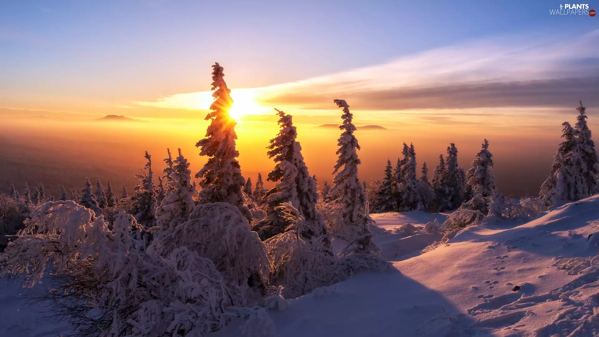 trees, forest, Sunrise, Snowy, winter, viewes, Fog