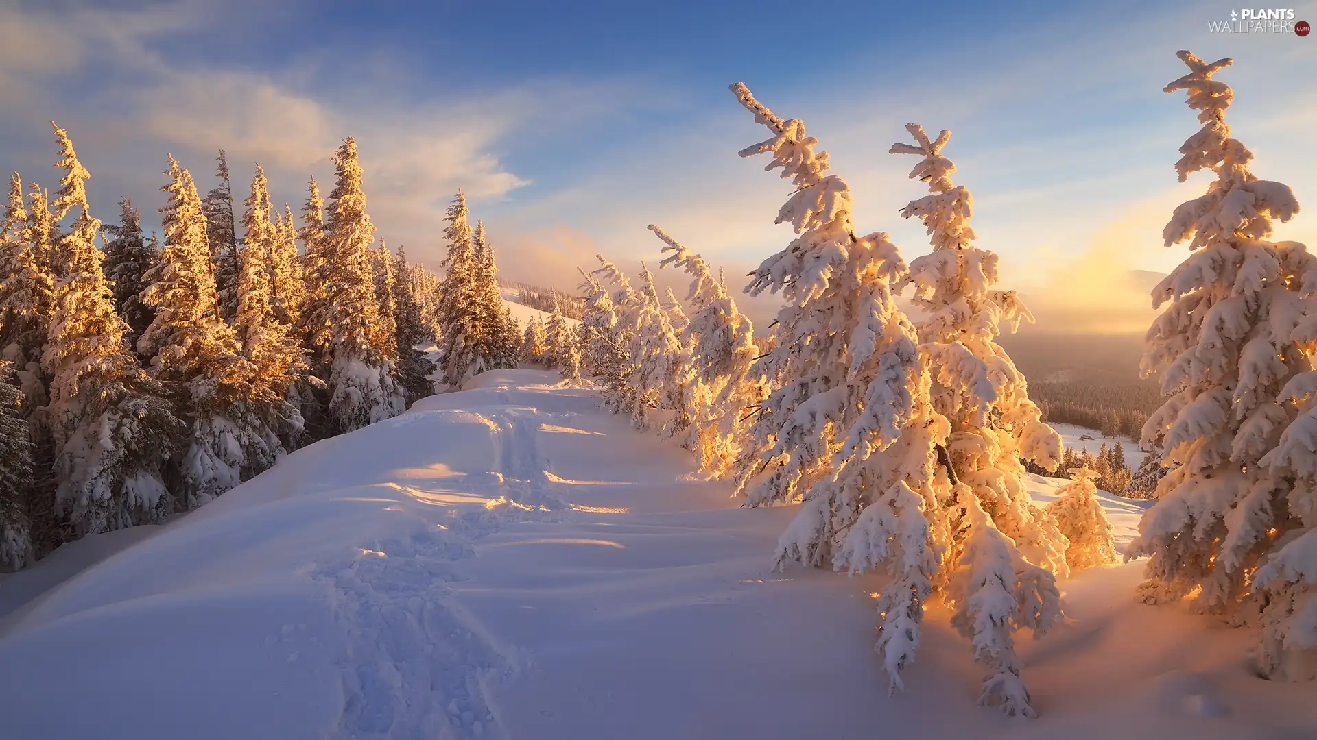 Snowy, winter, Sunrise, clouds, Spruces, The Hills